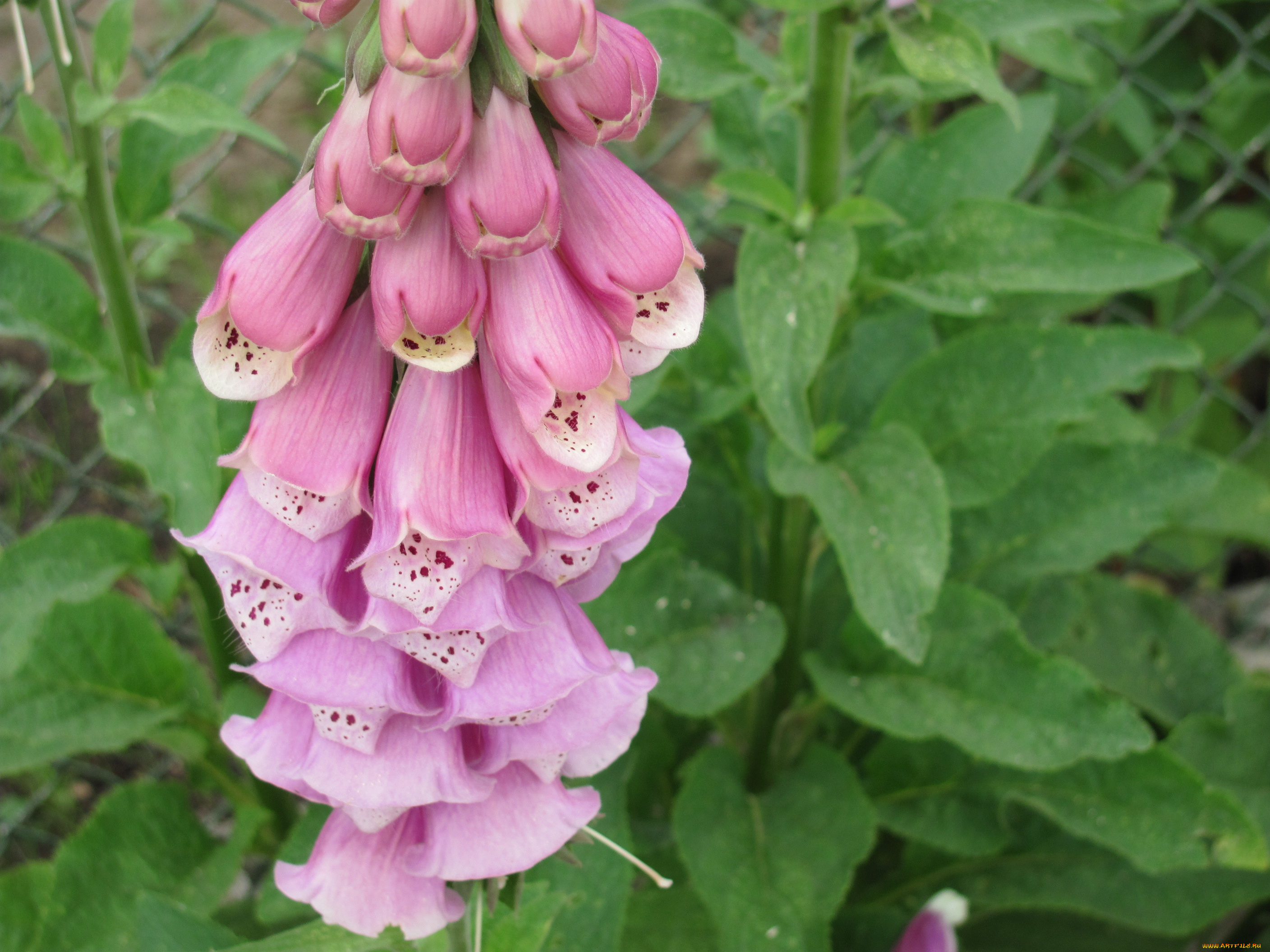 дигиталис, цветы, наперстянка, красивый, но, опасный