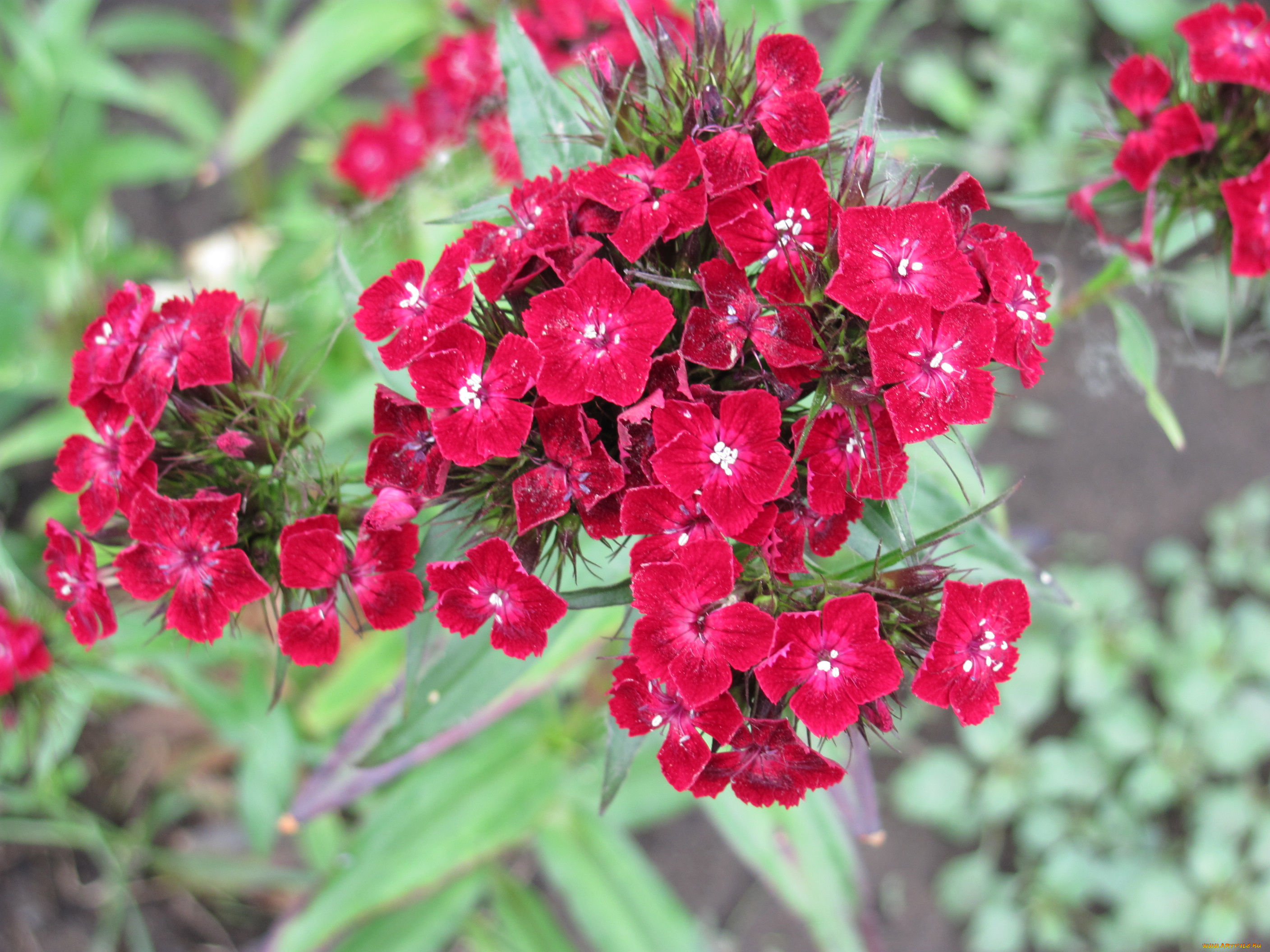 гвоздика, цветы, гвоздики, бархатный, яркий, цветок