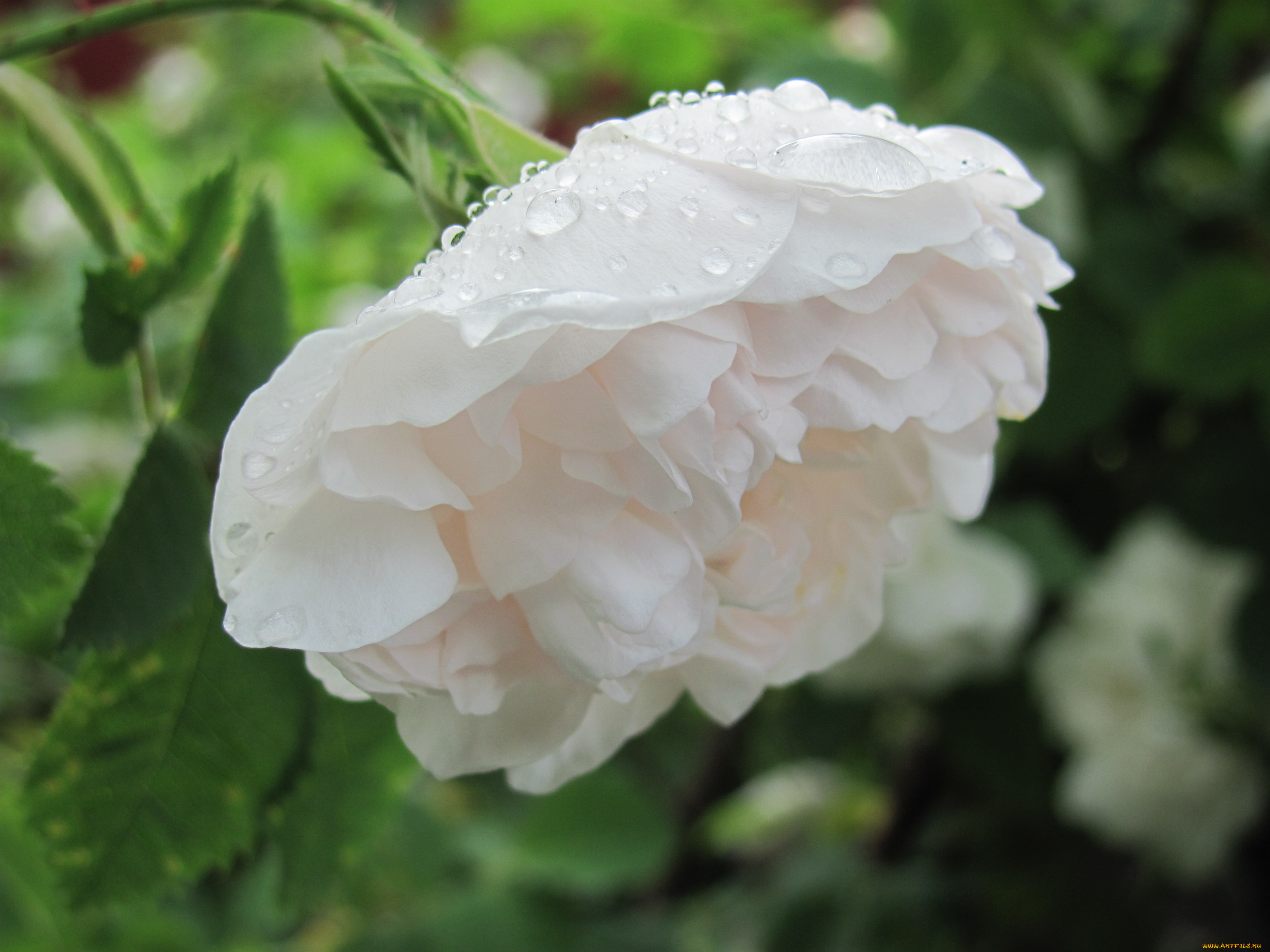 роза, цветы, розы