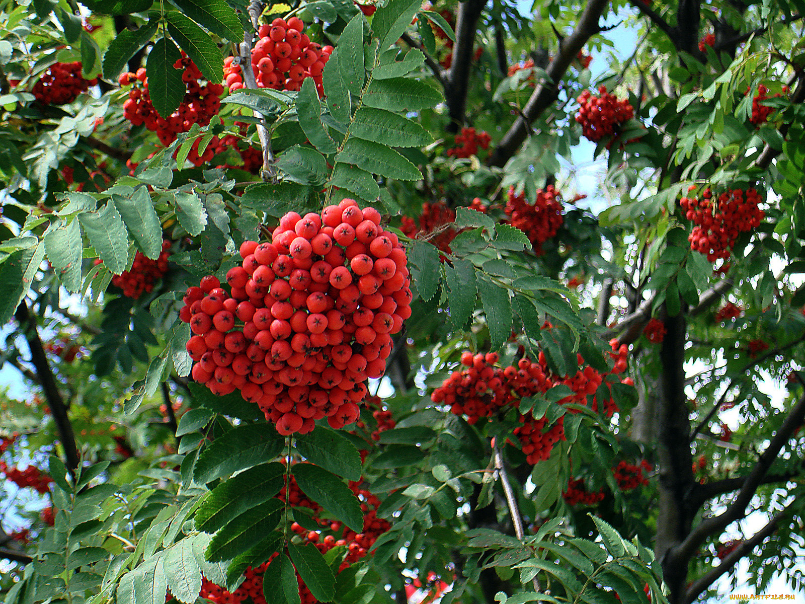 природа, Ягоды, рябина, ветки, листья