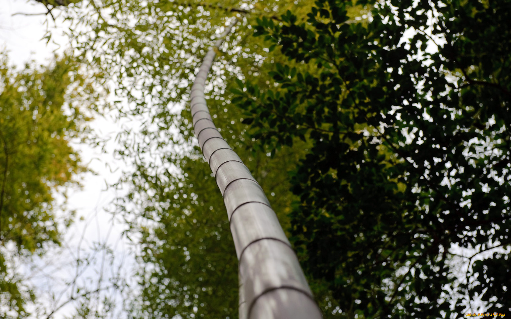 природа, деревья, дерево, ствол