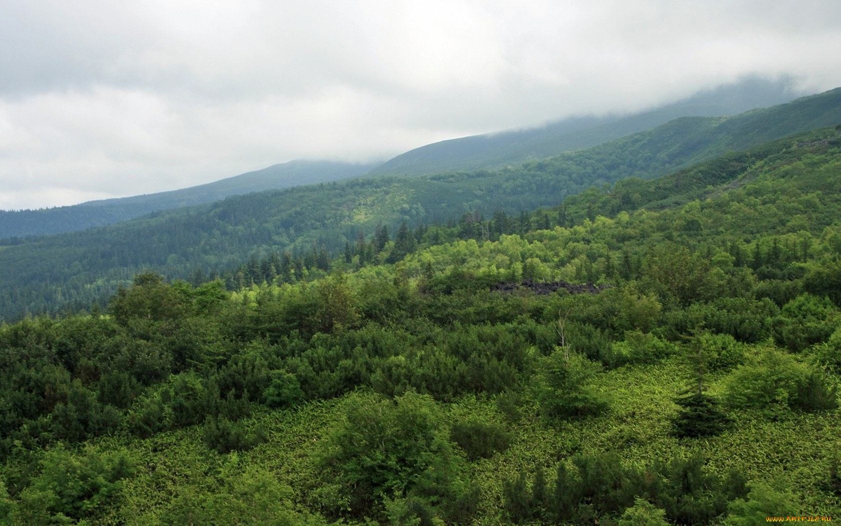 природа, лес, горы, деревья, зелень