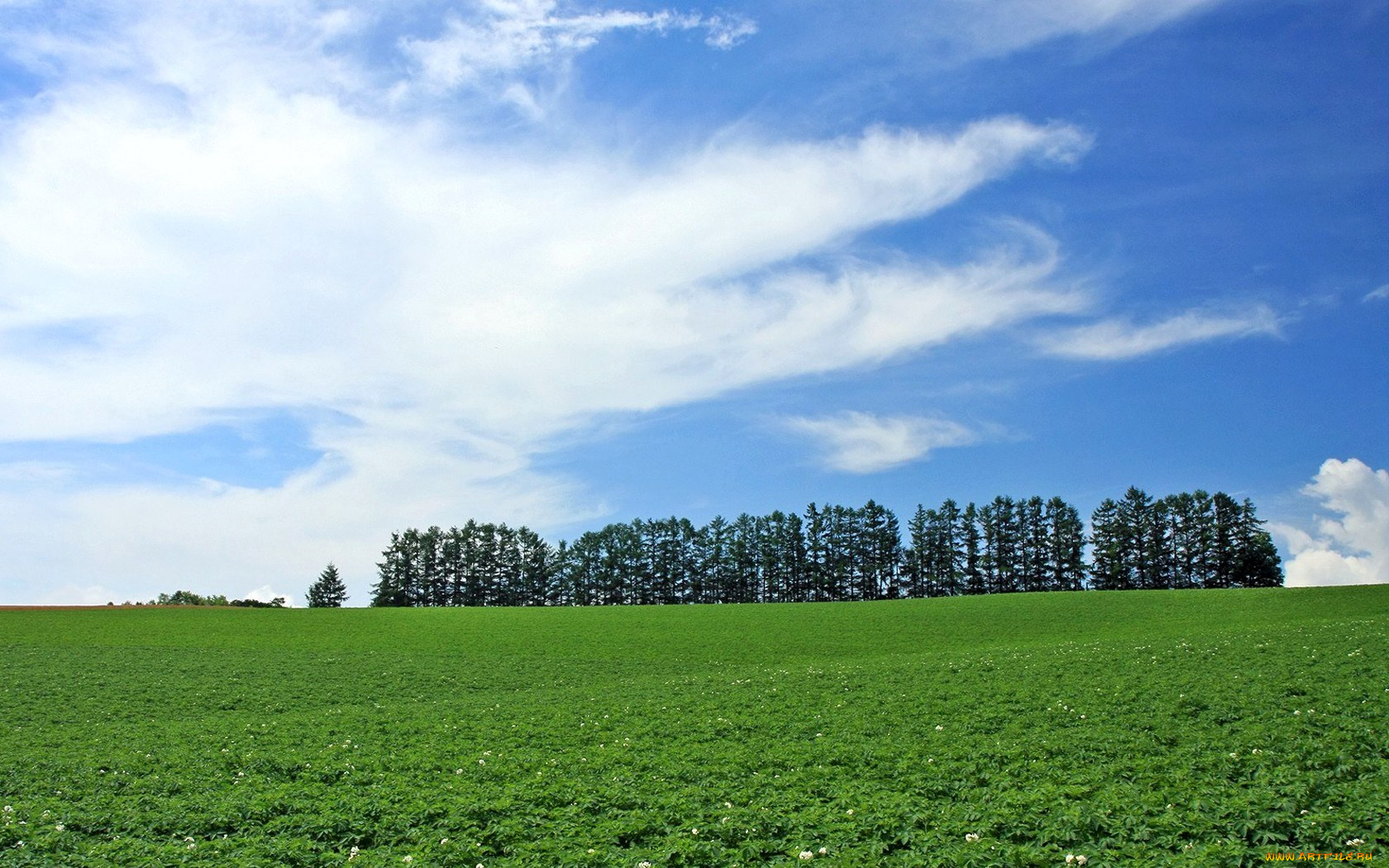 природа, поля, облака, деревья, поле