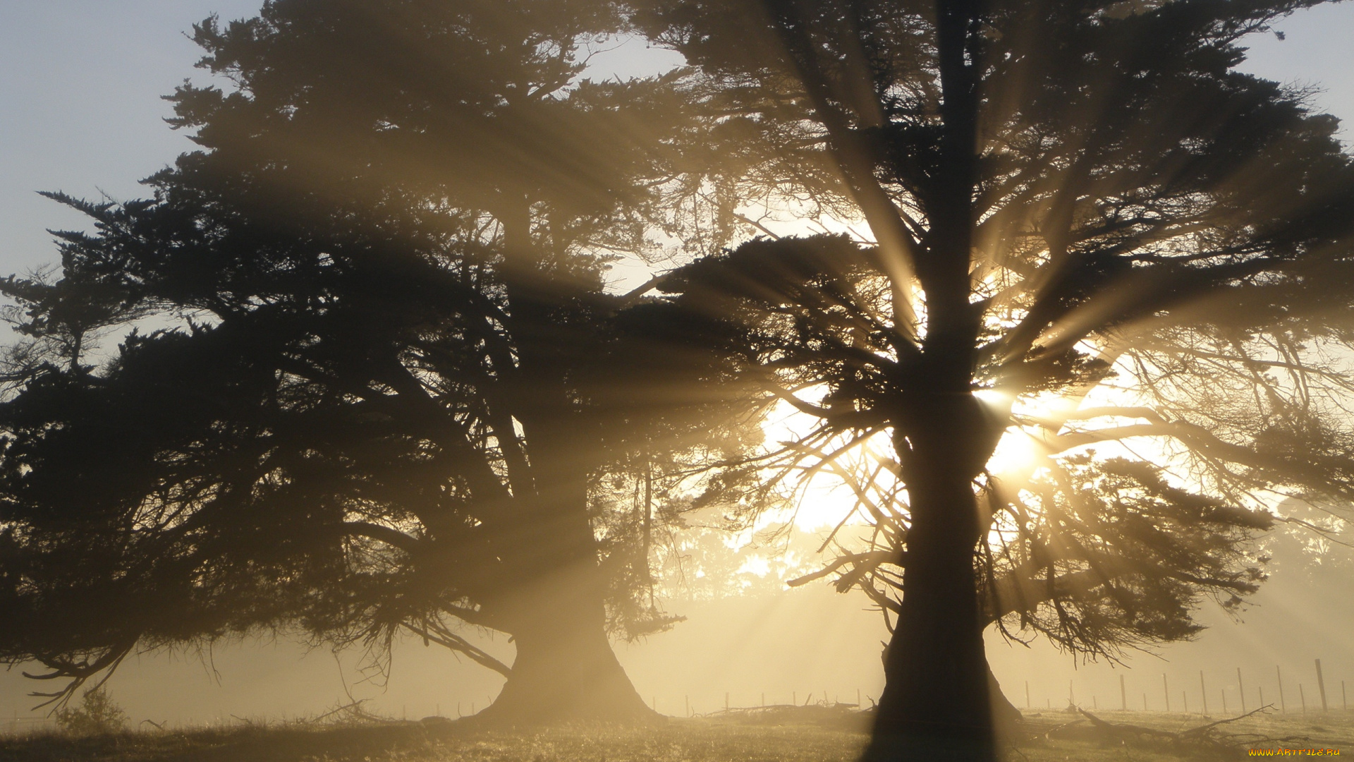 природа, деревья, утро, солнечный, свет, дымка