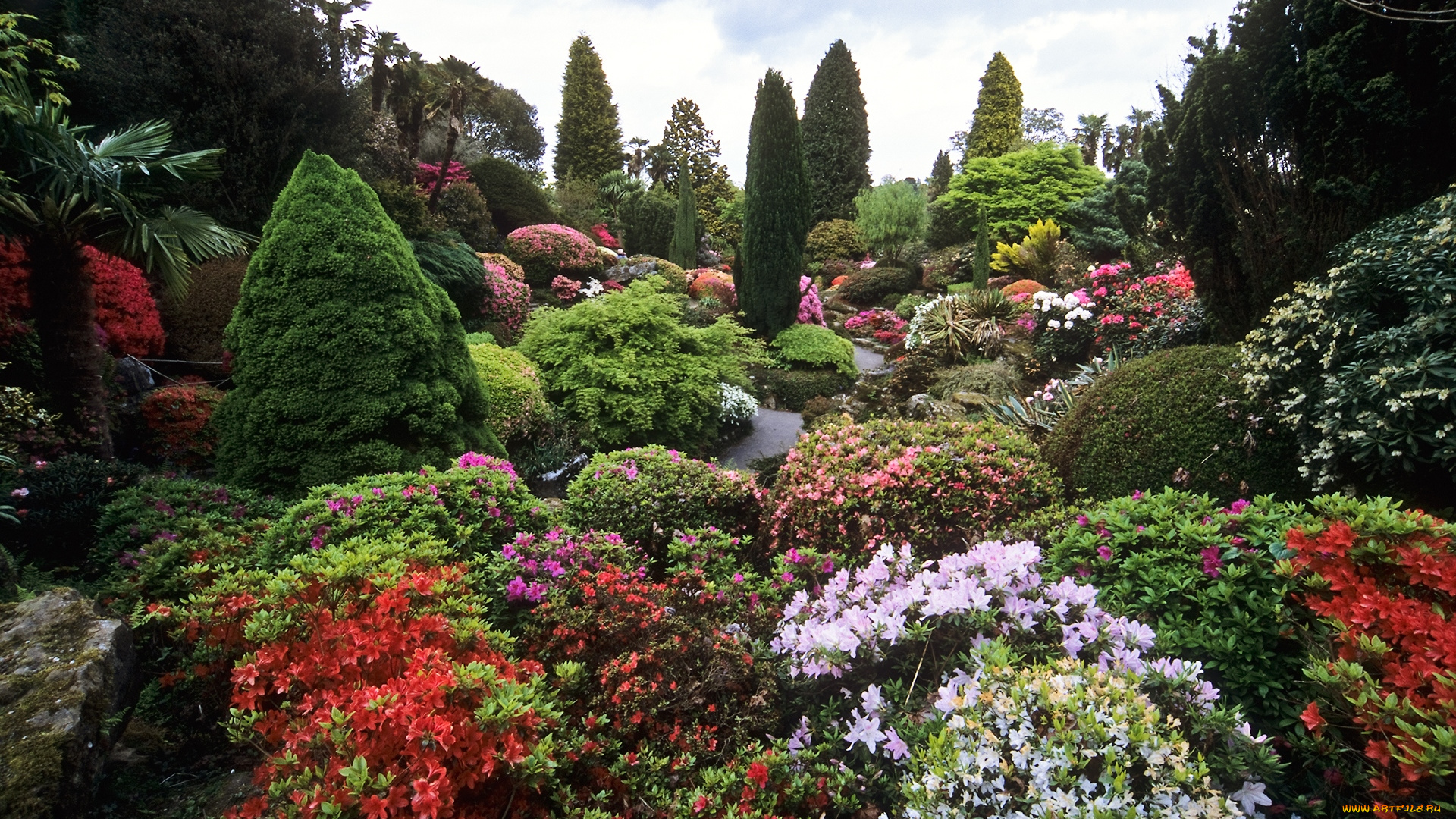природа, парк, рододендроны, деревья, кусты