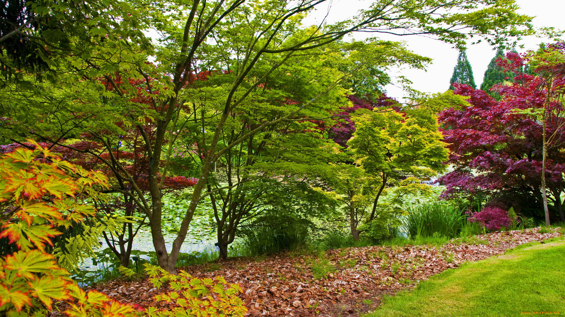 vandusen, botanical, garden, vancouver, канада, природа, парк