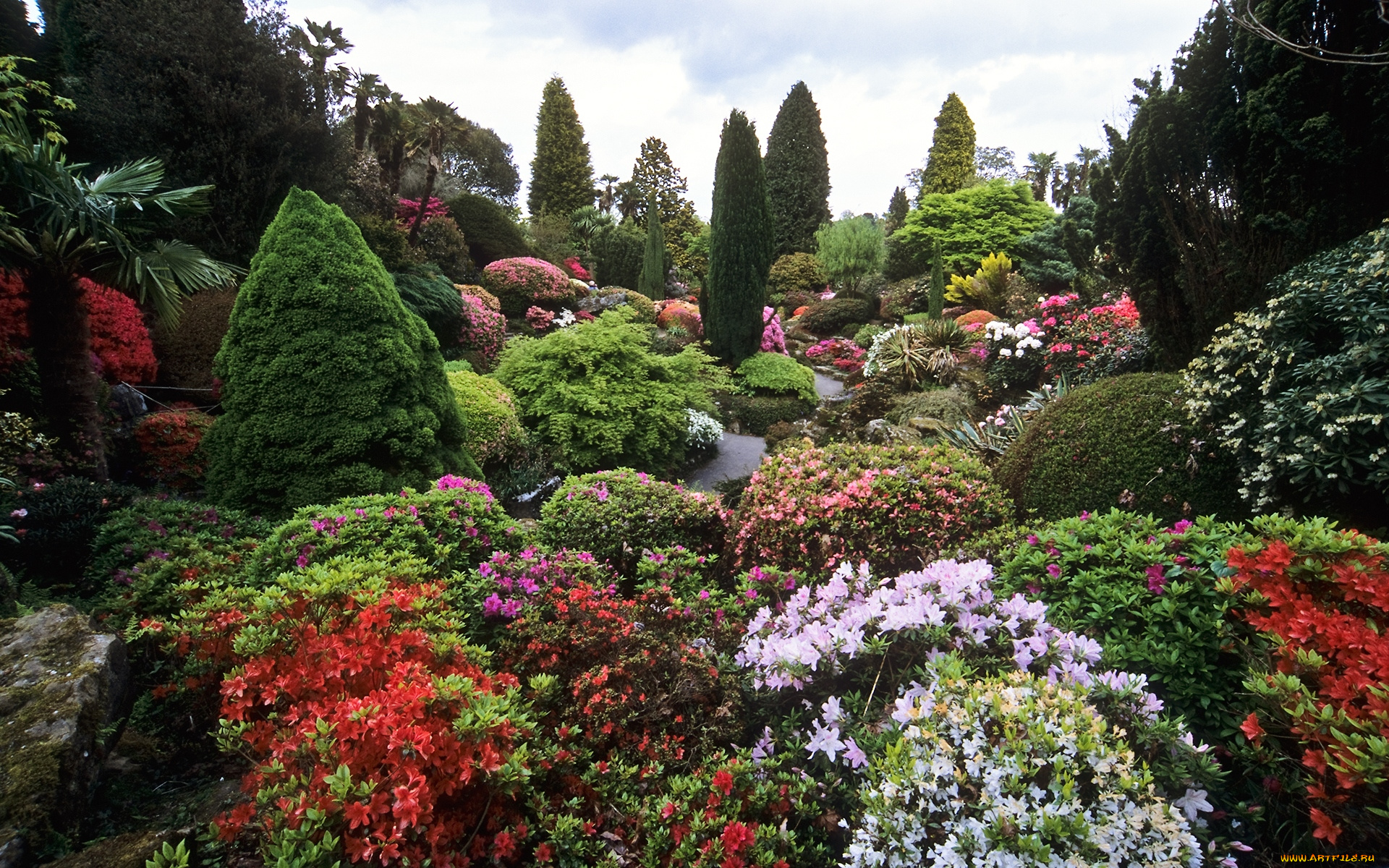 природа, парк, рододендроны, деревья, кусты