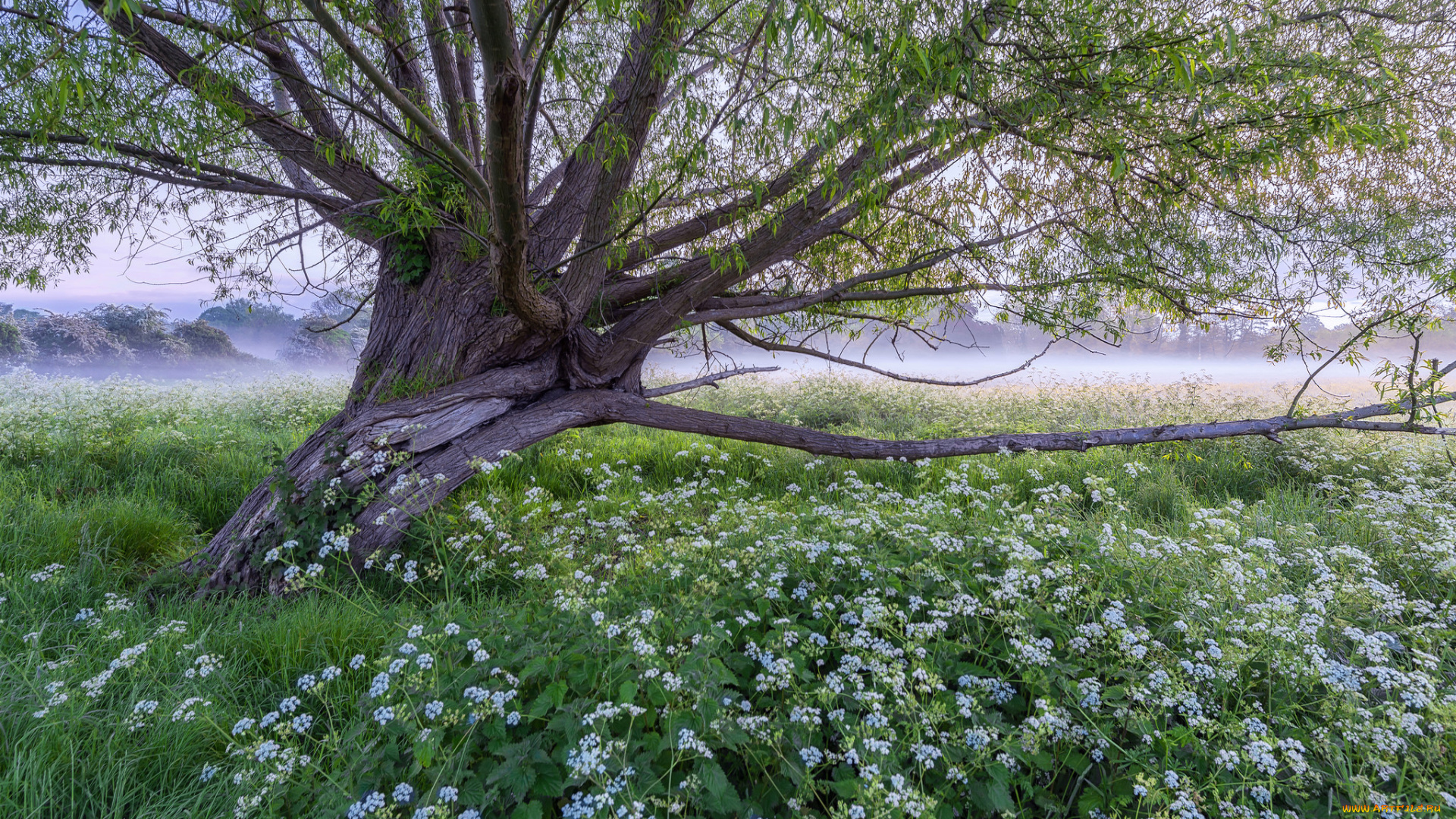природа, деревья, утро, цветы, трава, луг, дерево