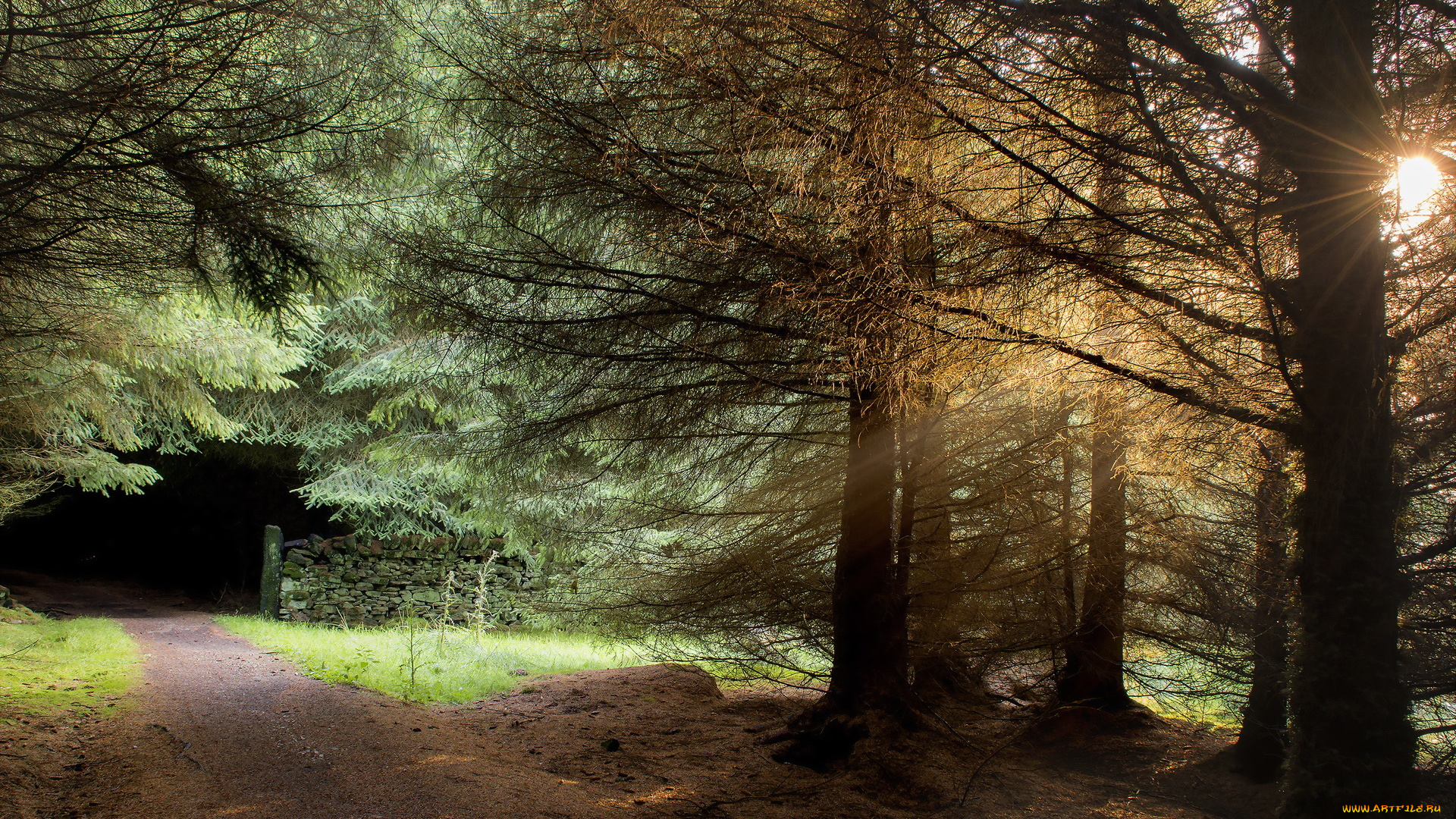 природа, дороги, пейзаж, свет, деревья, дорога