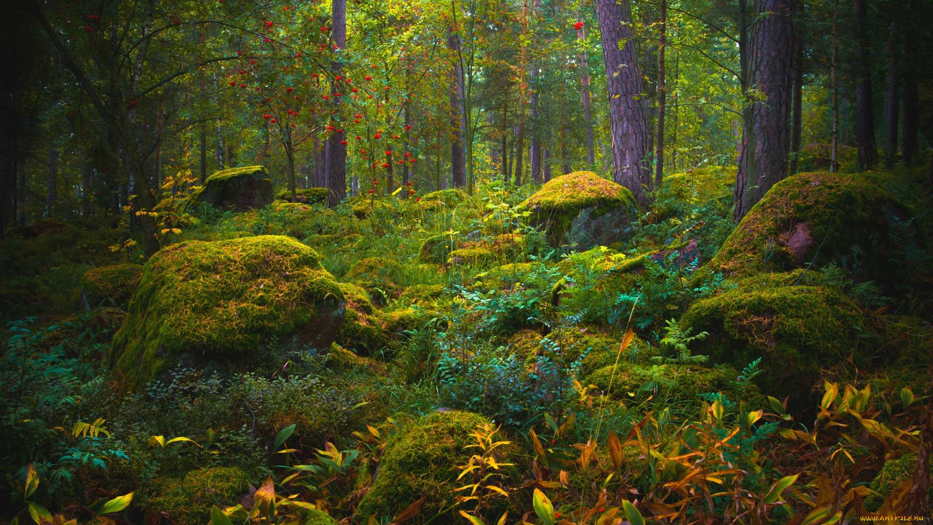 природа, лес, дебри, чаща, мох, листья, деревья, камни, зелень