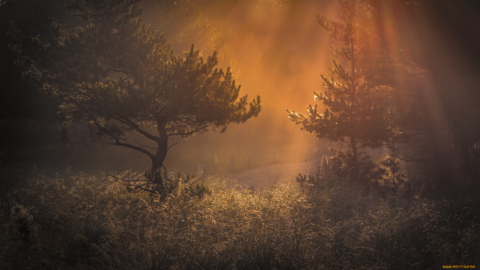 природа, лес, деревья, хвойные, дымка, утро, трава, свет