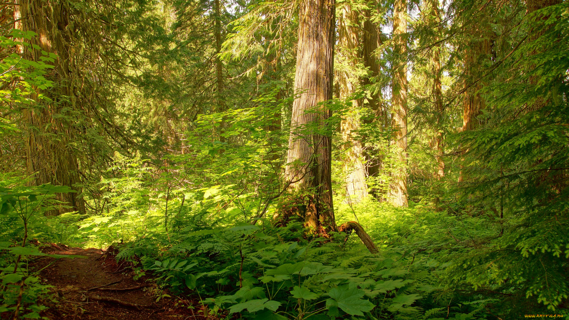 природа, лес, заросли, деревья, свет, тропинка