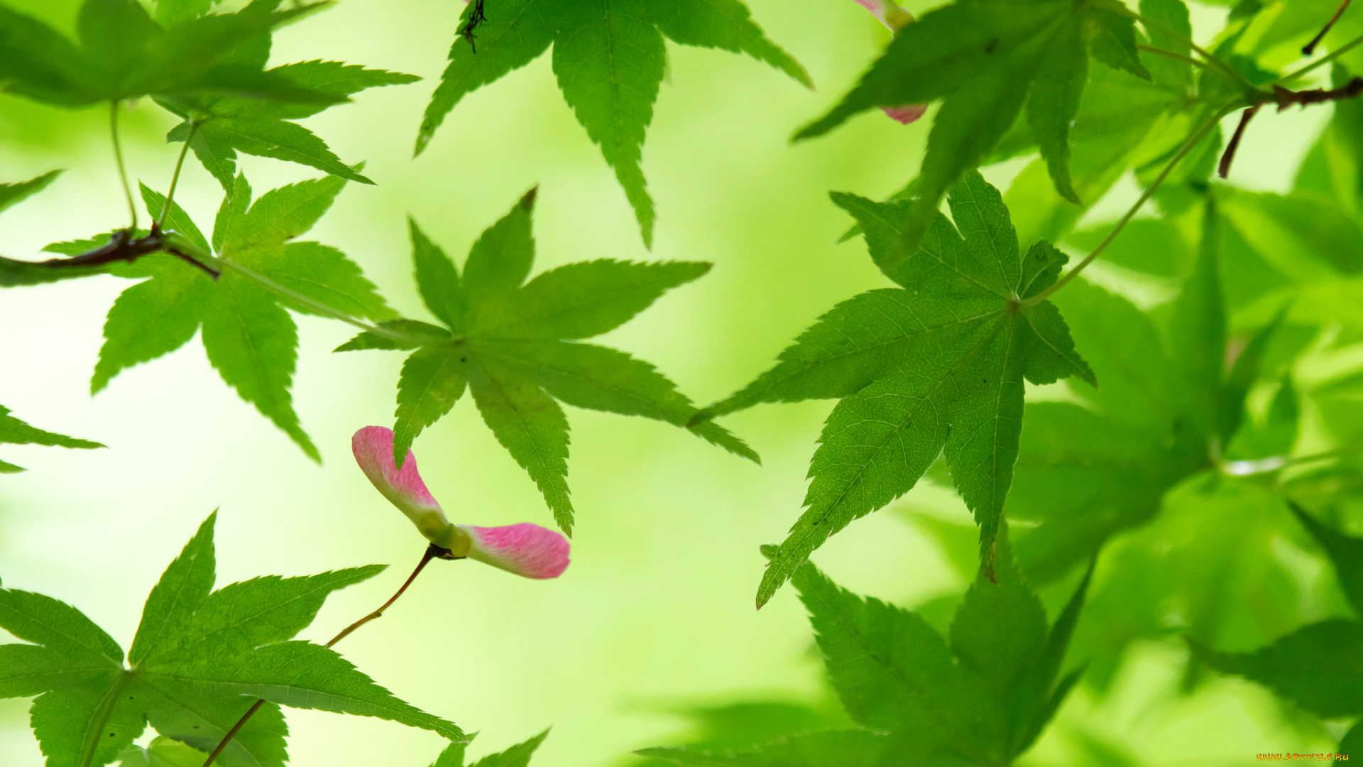 природа, листья, клен, ветки, дерево, зеленые, вертолетик, семена