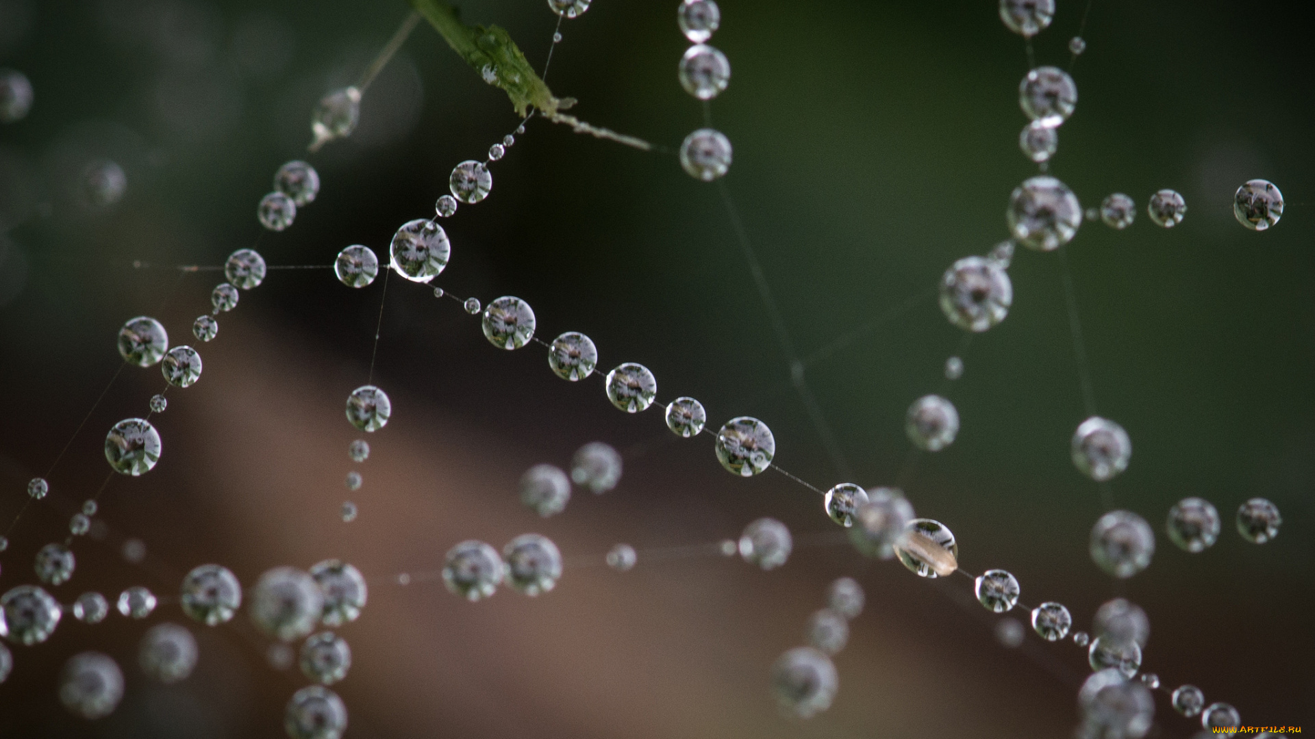 природа, макро, бусы, капли, ожерелье, паутина