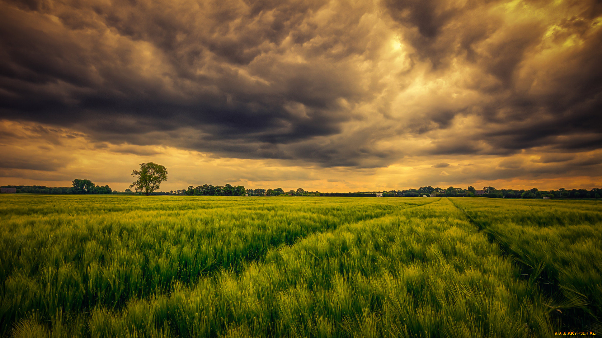 природа, поля, свет, тучи, трава