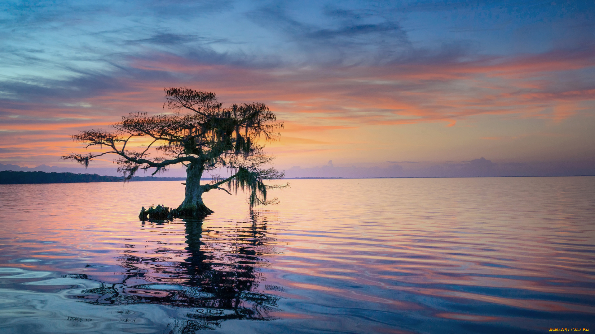 природа, реки, озера, дерево, утро, синее, кипарисовое, озеро, флорида, штат, сша