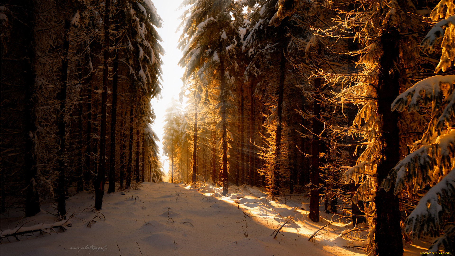 природа, зима, снег, свет, лучи, солнце, лес, февраль, германия
