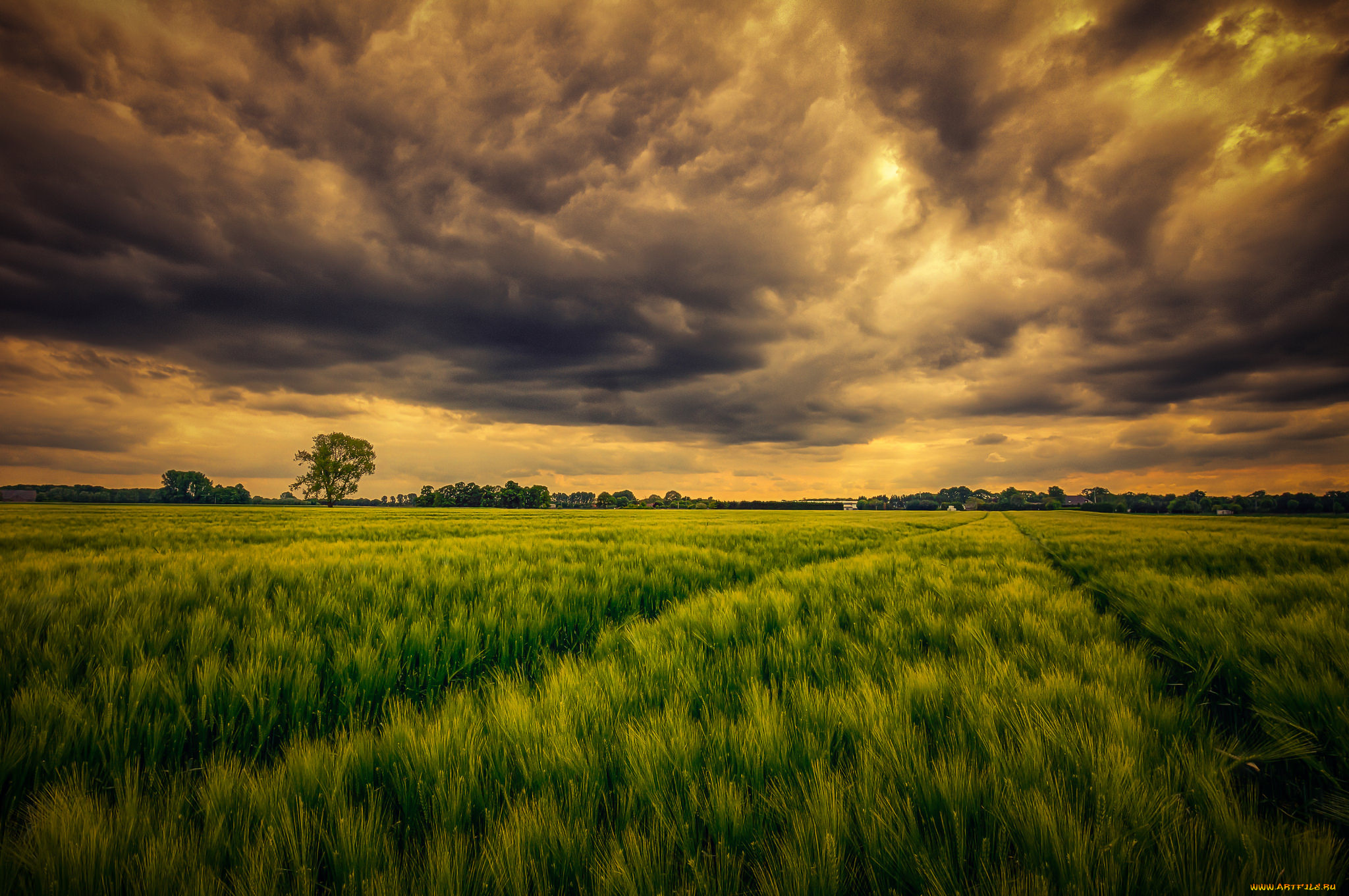 природа, поля, свет, тучи, трава