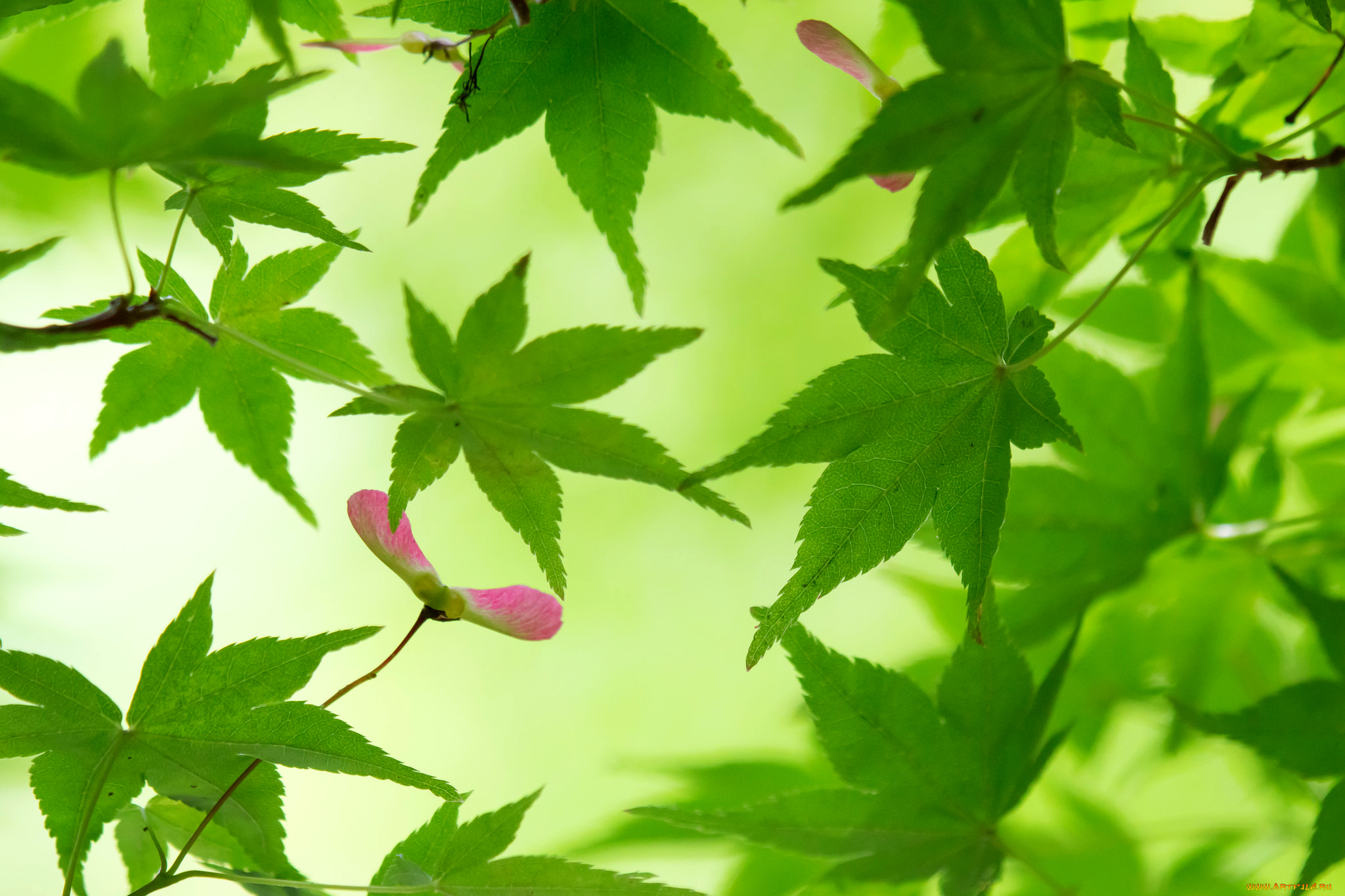 природа, листья, клен, ветки, дерево, зеленые, вертолетик, семена