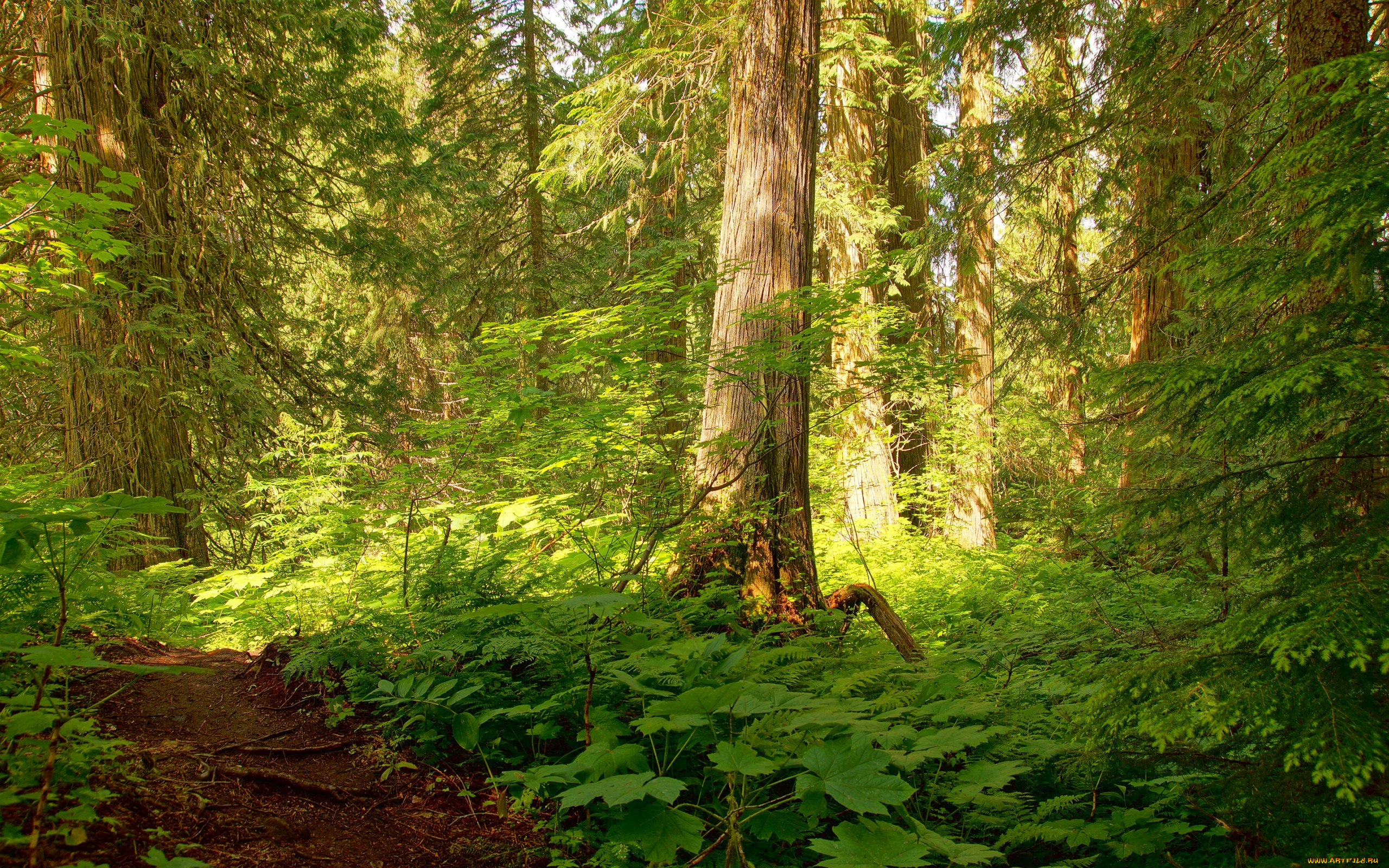 природа, лес, заросли, деревья, свет, тропинка