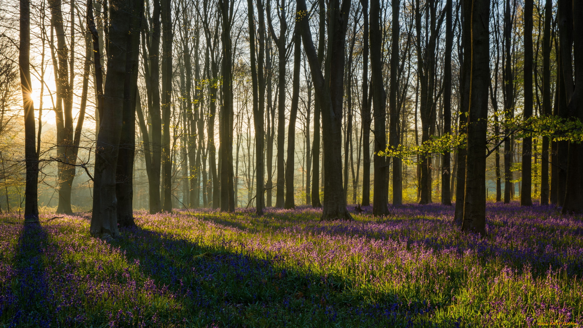 природа, лес, утро, весна, свет