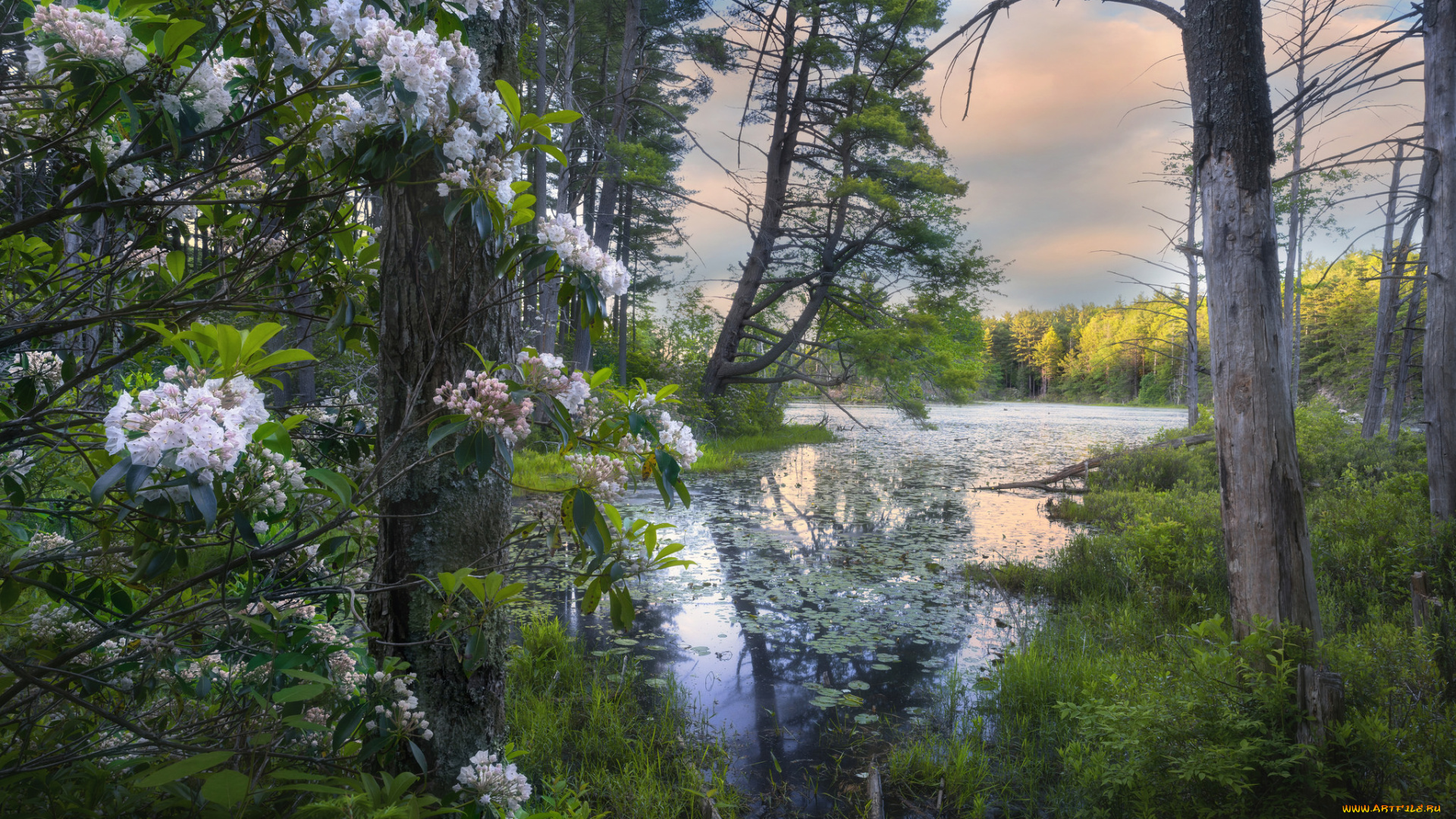 природа, реки, озера, река, лес