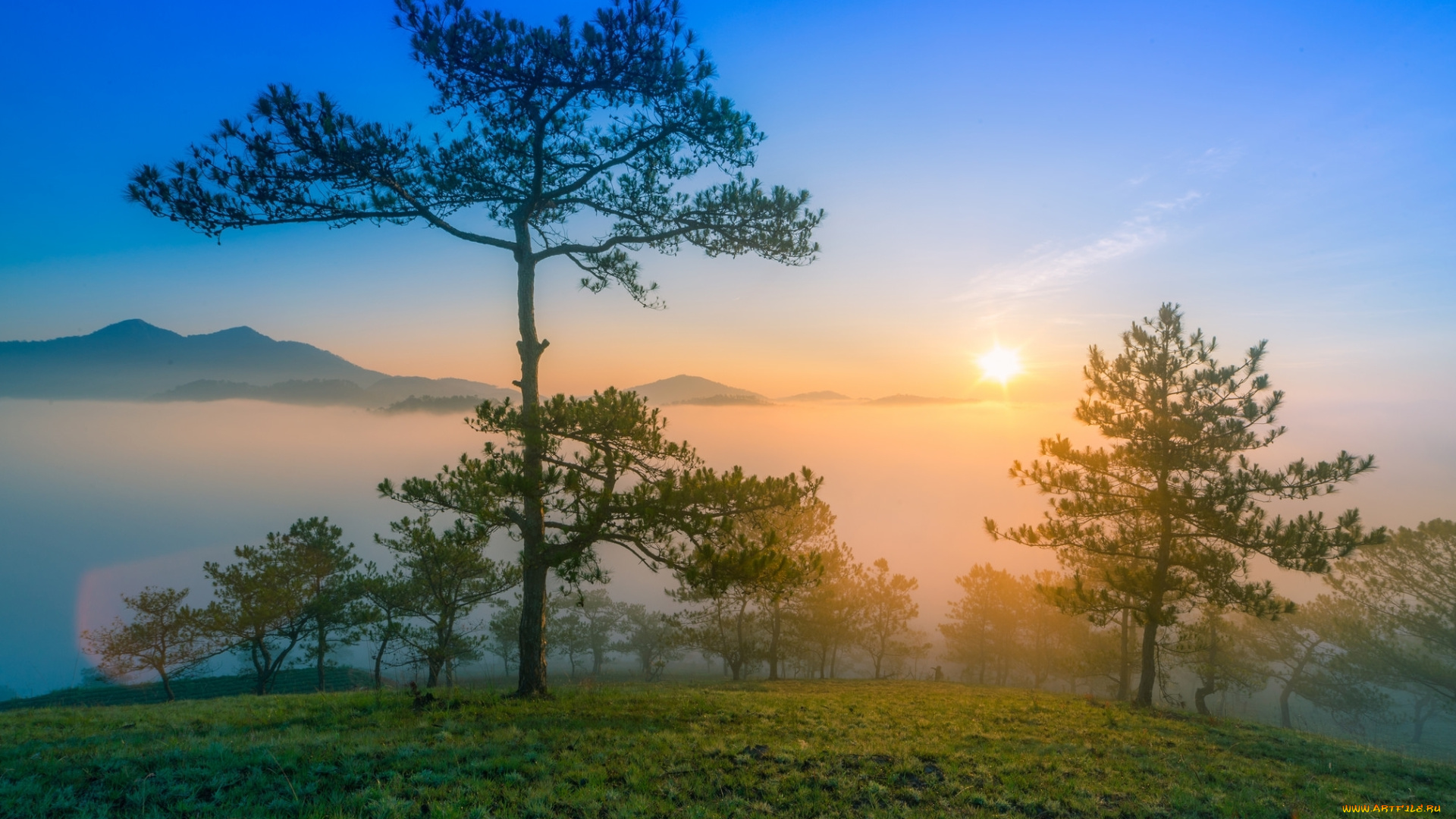 природа, восходы, закаты, туман, солнце, горы, сосны, рассвет, утро
