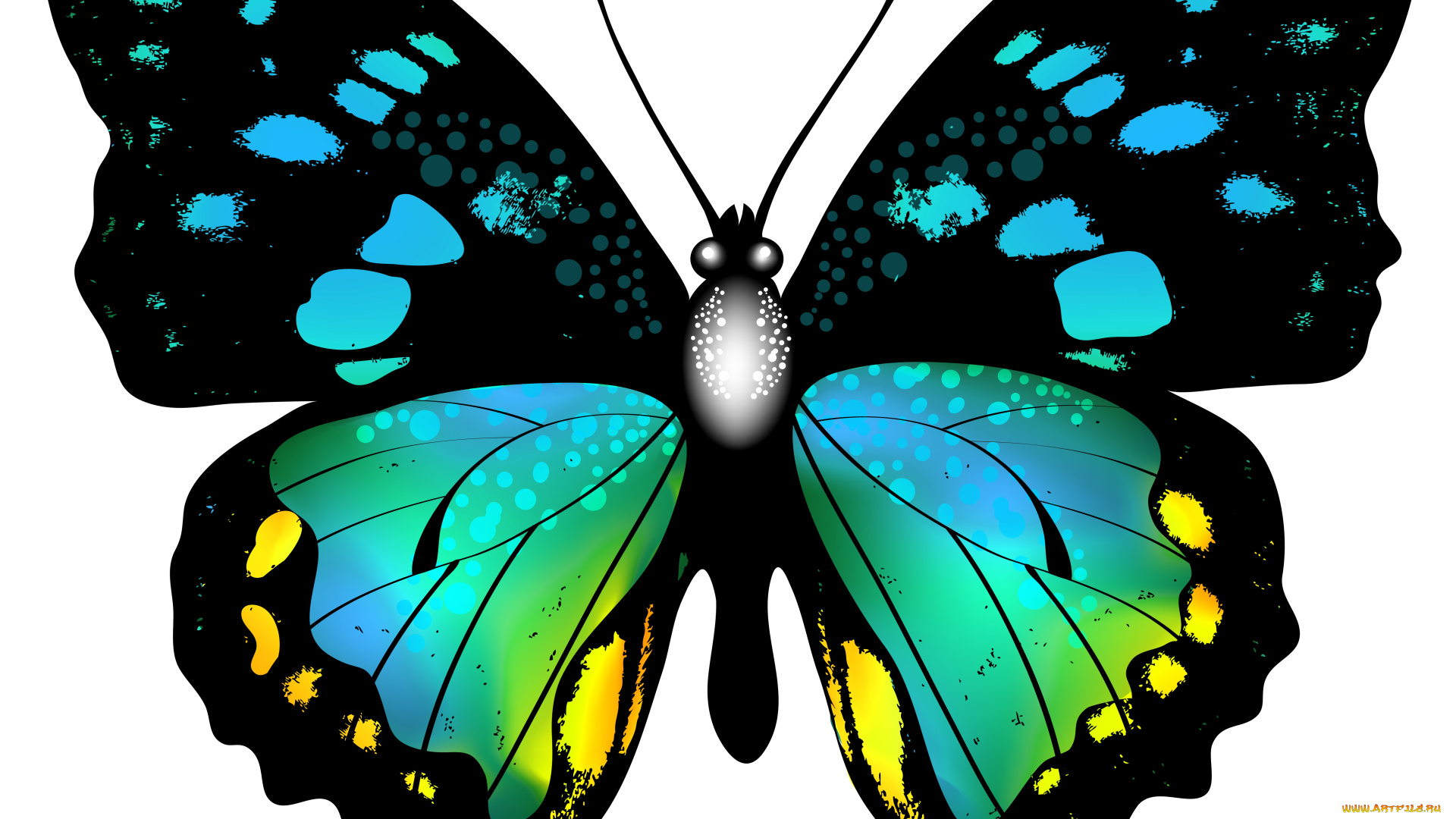 векторная, графика, животные, , animals, бабочка