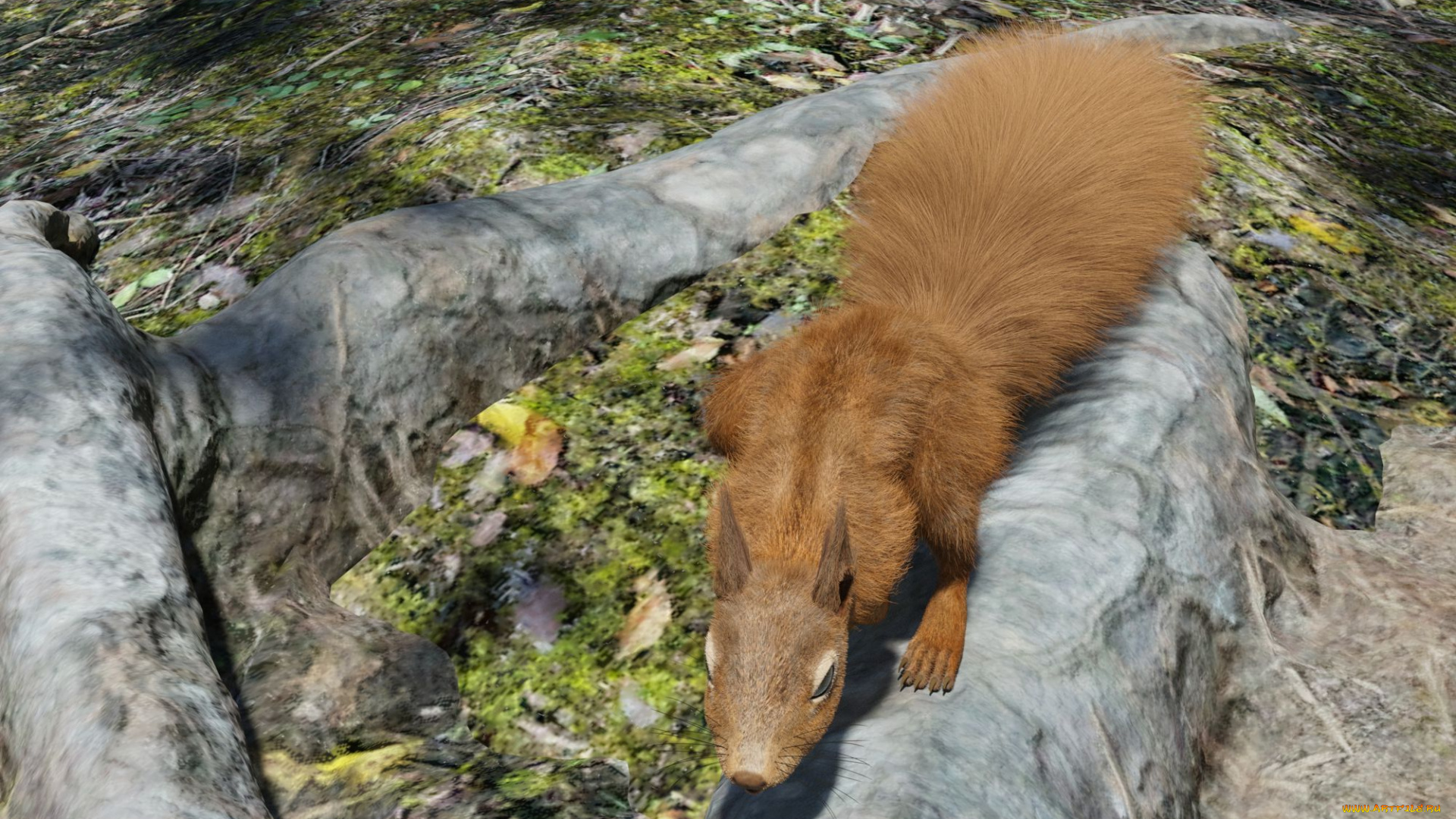 3д, графика, животные, , animals, белка