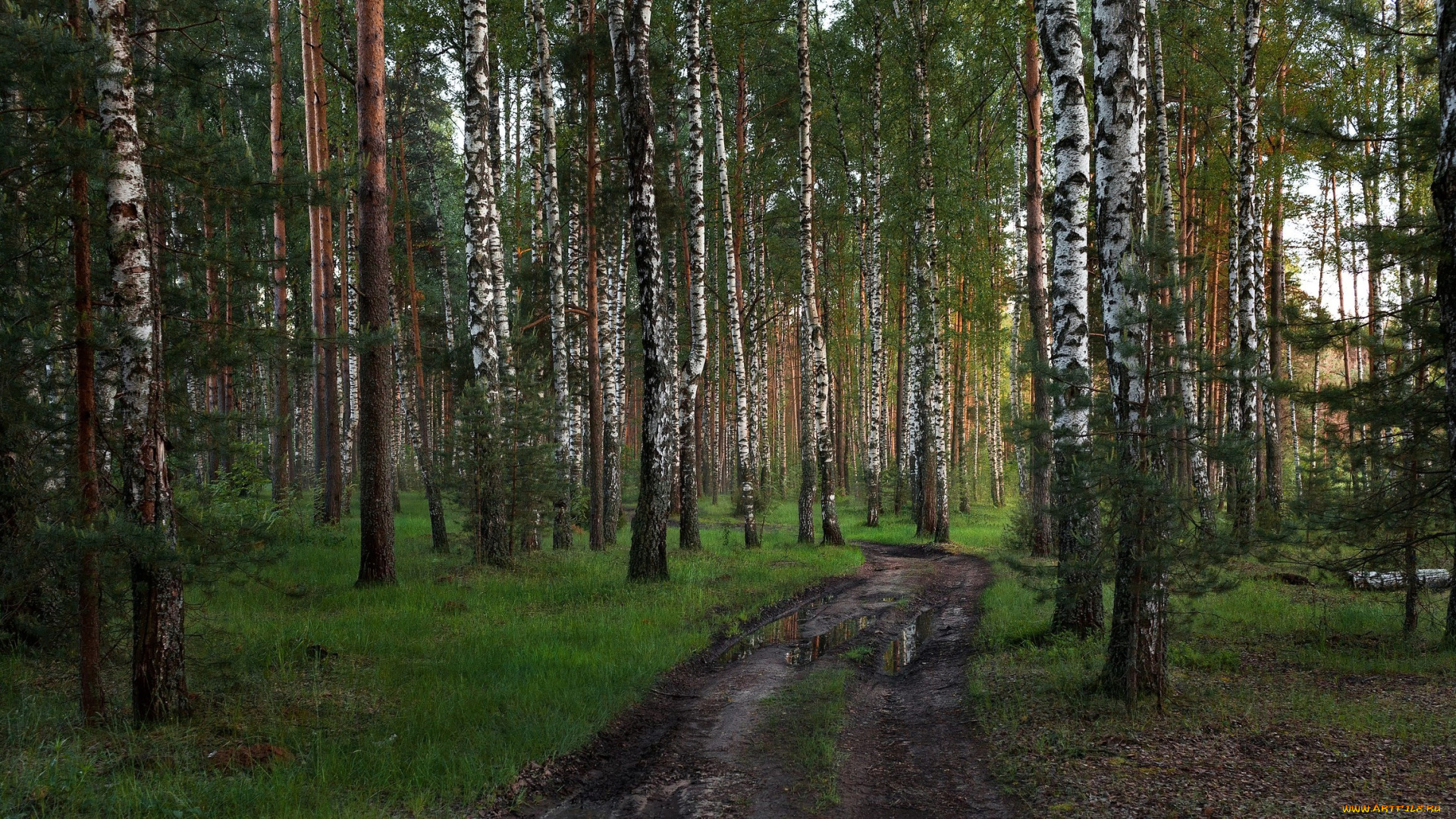 природа, дороги, лес, дорога