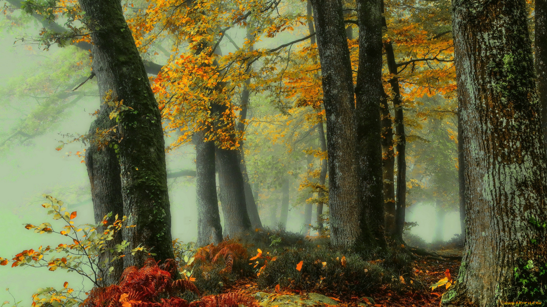 природа, лес, осень, туман