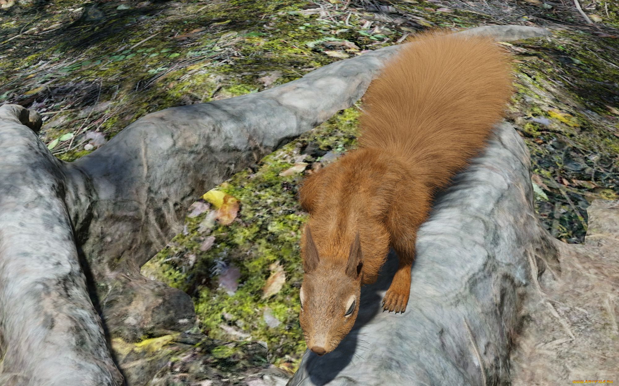 3д, графика, животные, , animals, белка