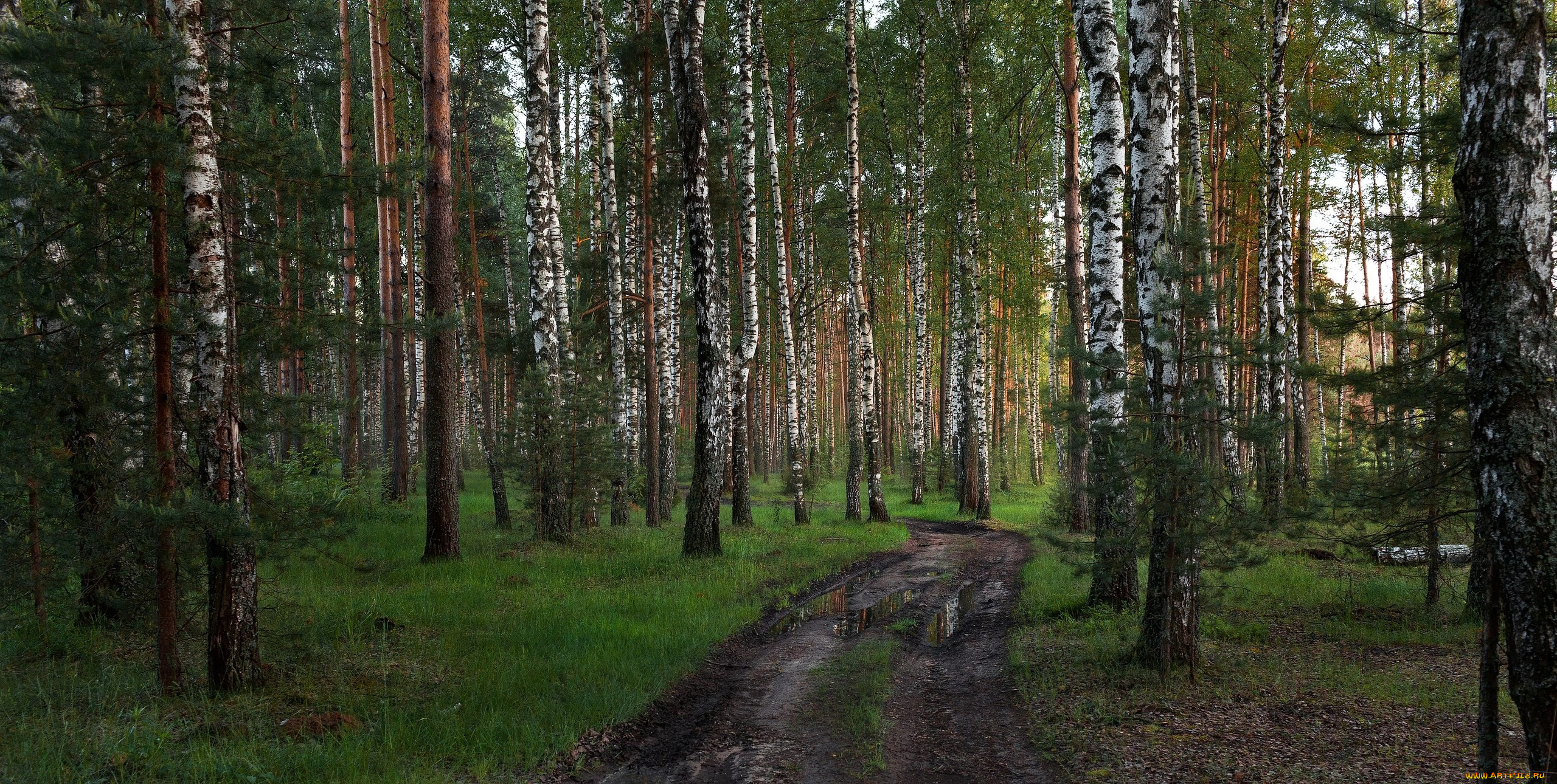 природа, дороги, лес, дорога