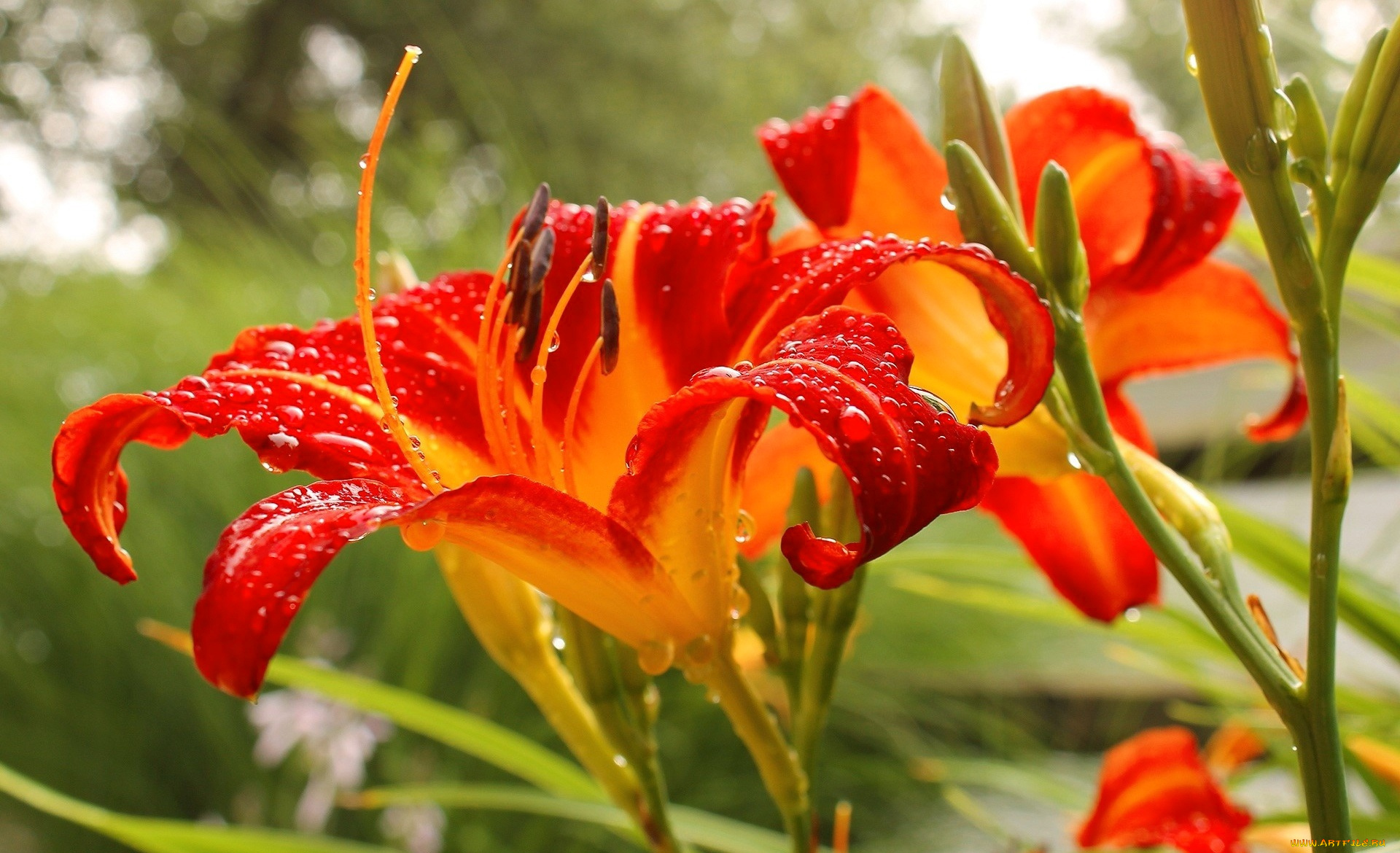 цветы, лилии, , лилейники, роса