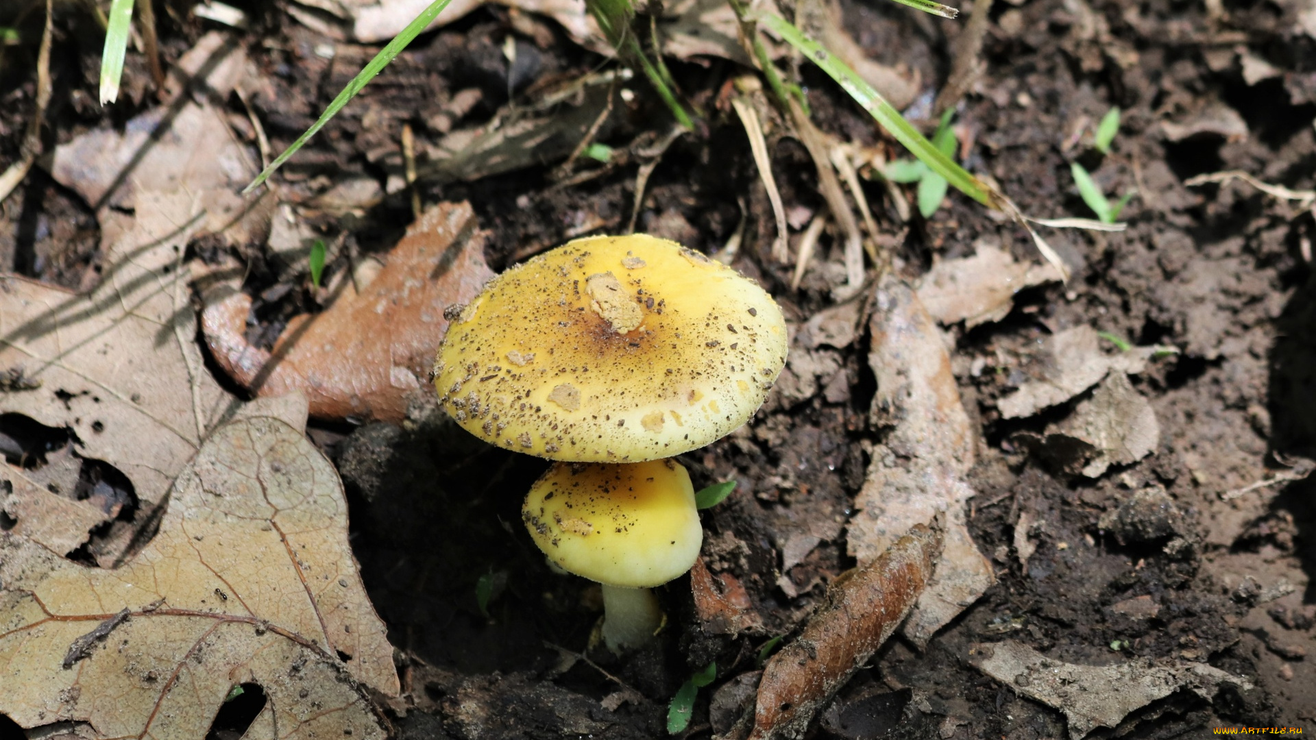 природа, грибы, гриб