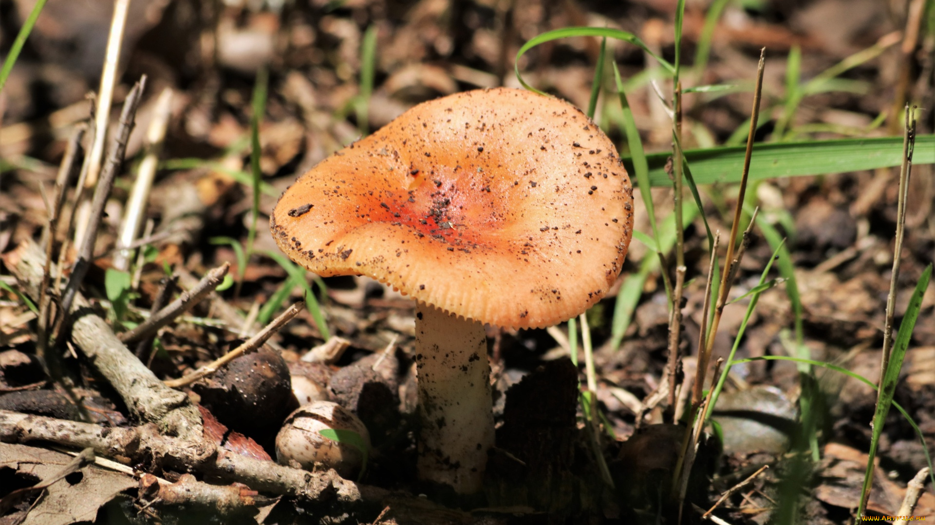 природа, грибы, гриб