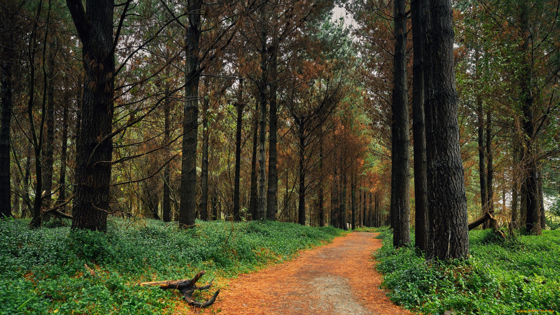 природа, лес, лесная, дорога, сосны