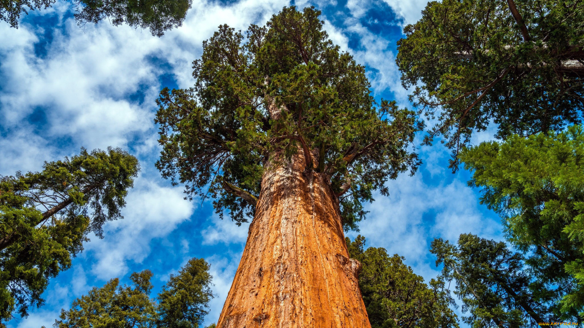 природа, деревья, сейвойя