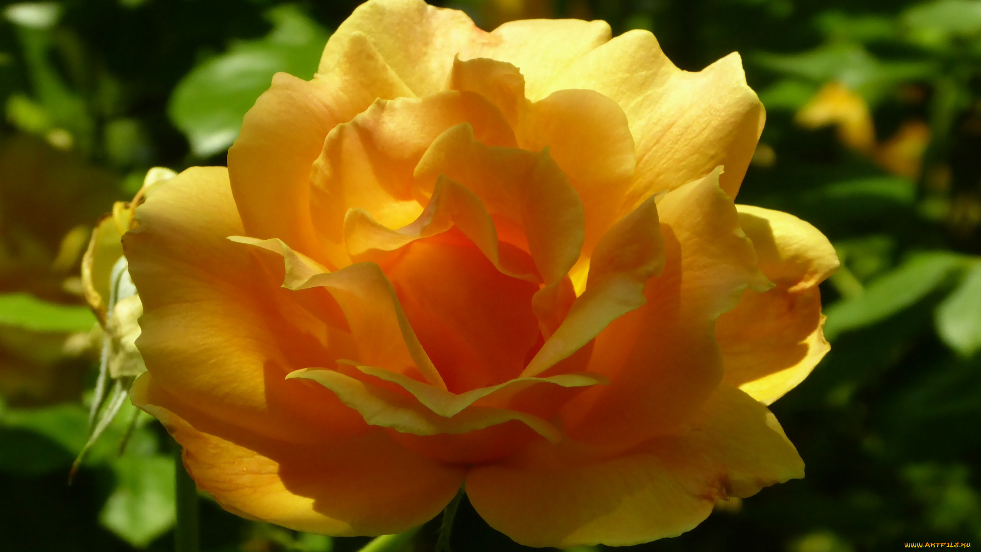 цветы, розы, персиковая, роза, макро