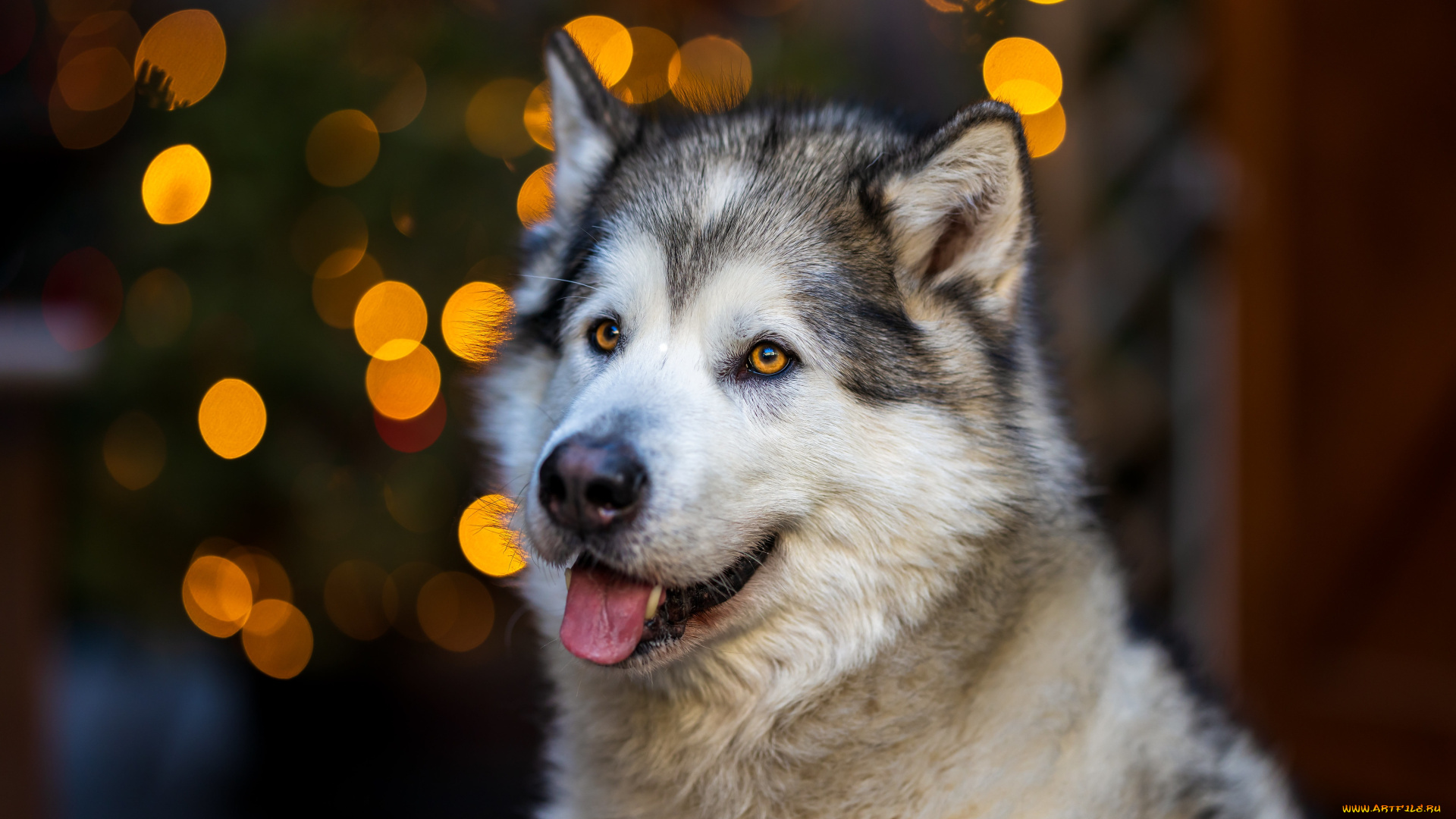 животные, собаки, собака