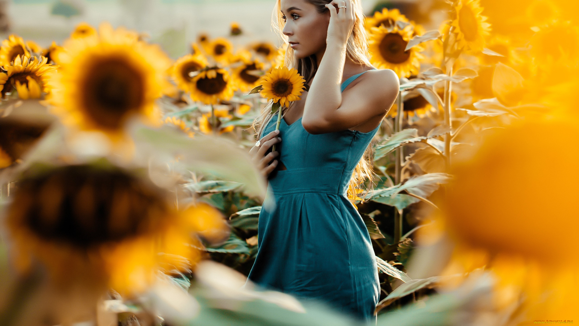 девушки, -, блондинки, , светловолосые, блондинка, платье, подсолнухи, поле