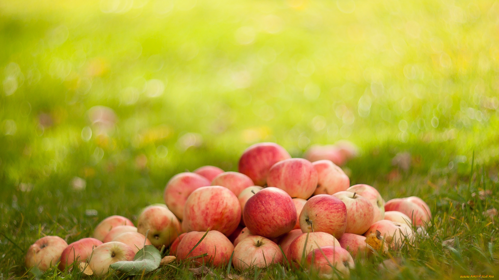 еда, яблоки