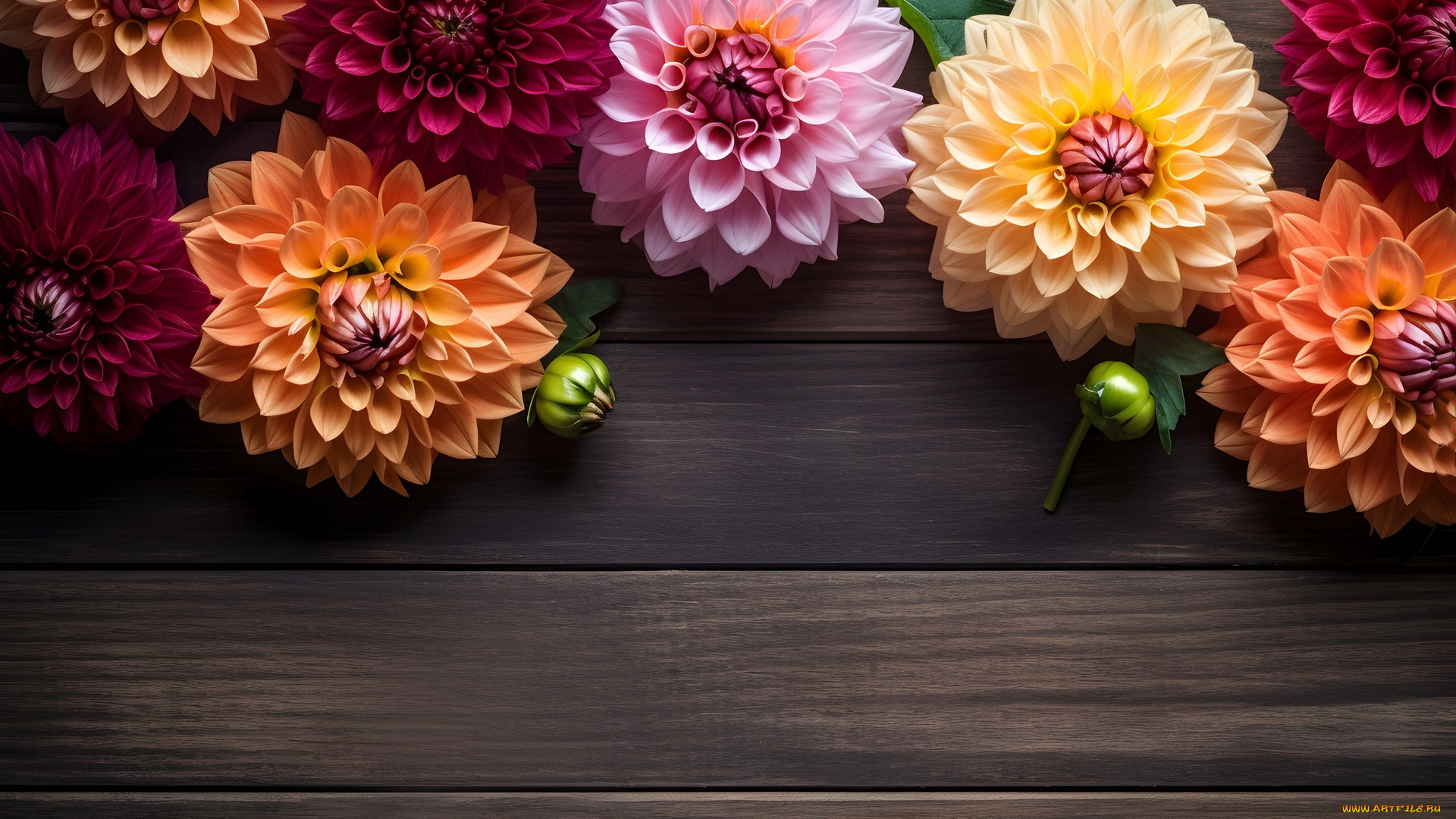 3д, графика, цветы, , flowers, георгины