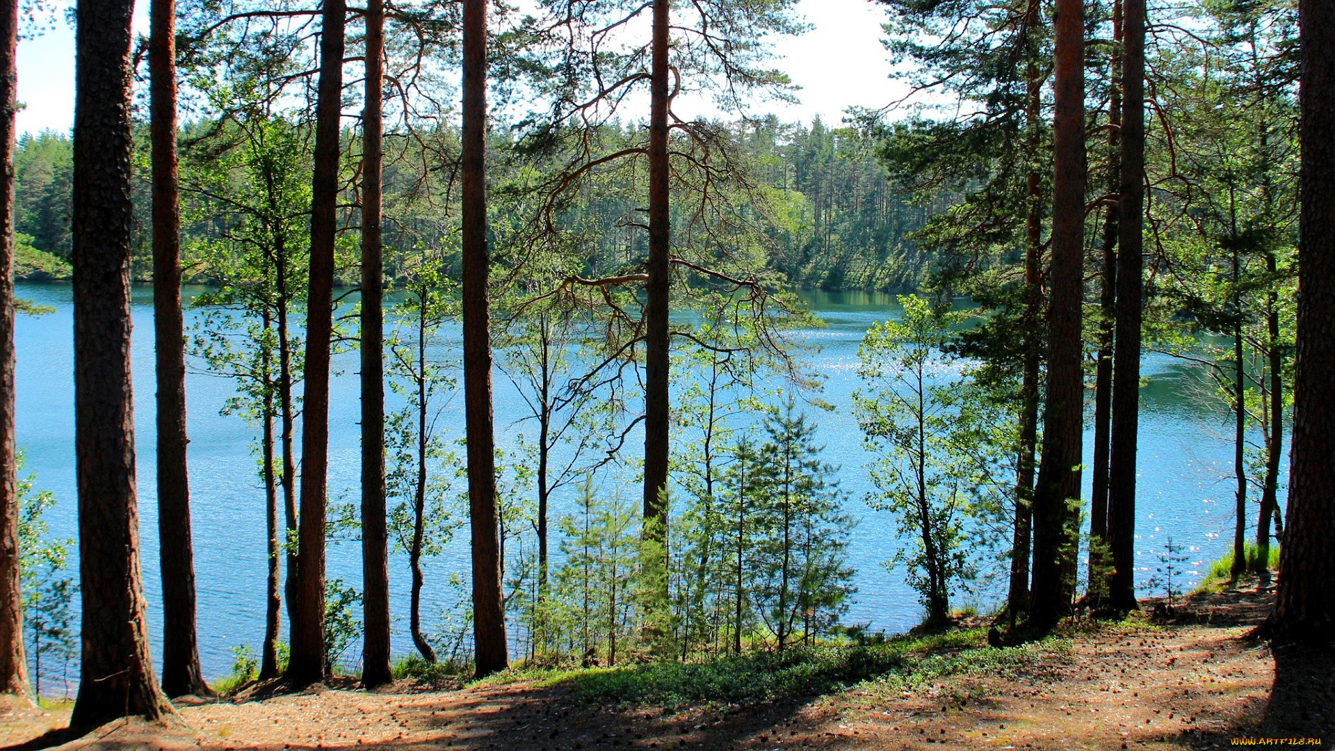 природа, реки, озера, лес, берег, озеро