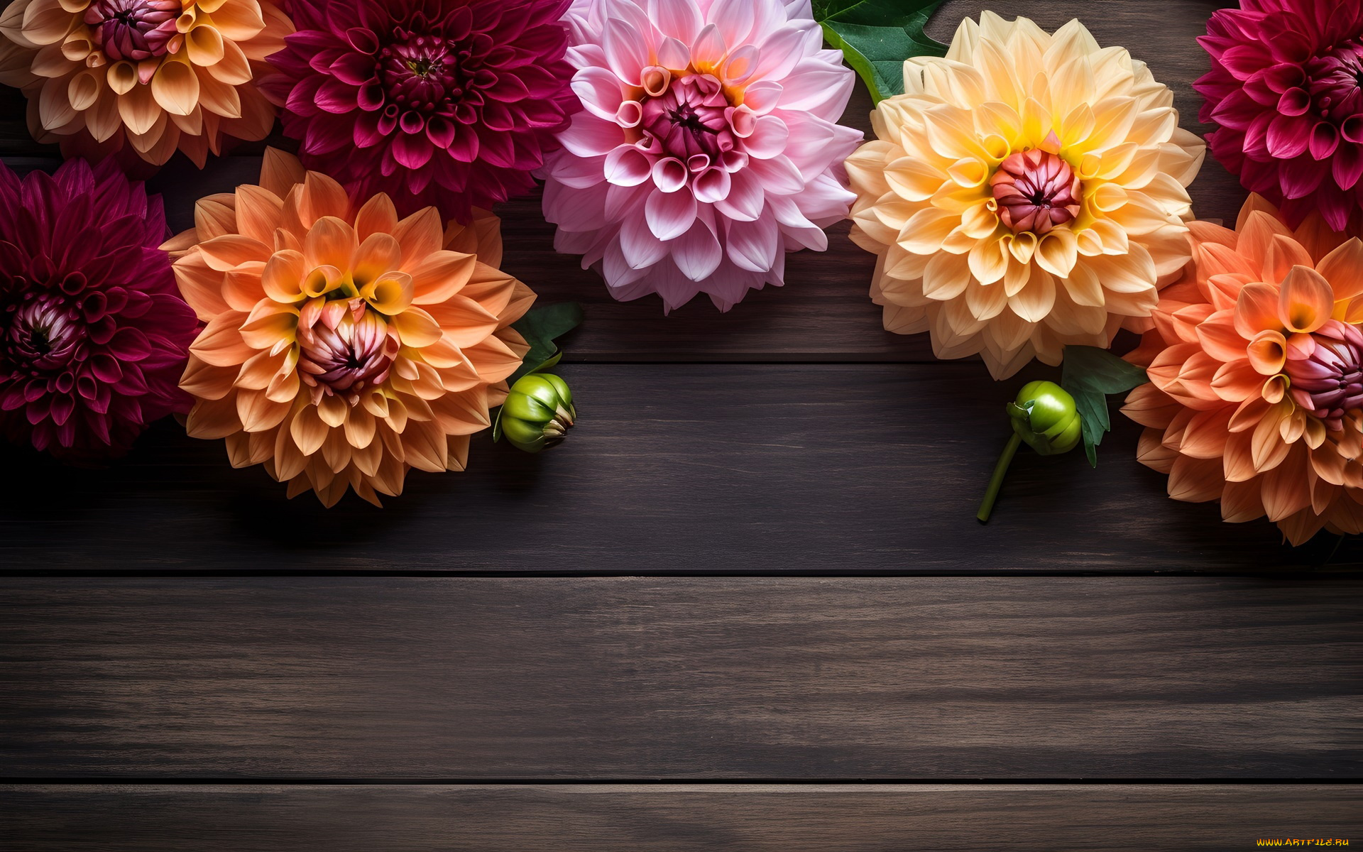 3д, графика, цветы, , flowers, георгины