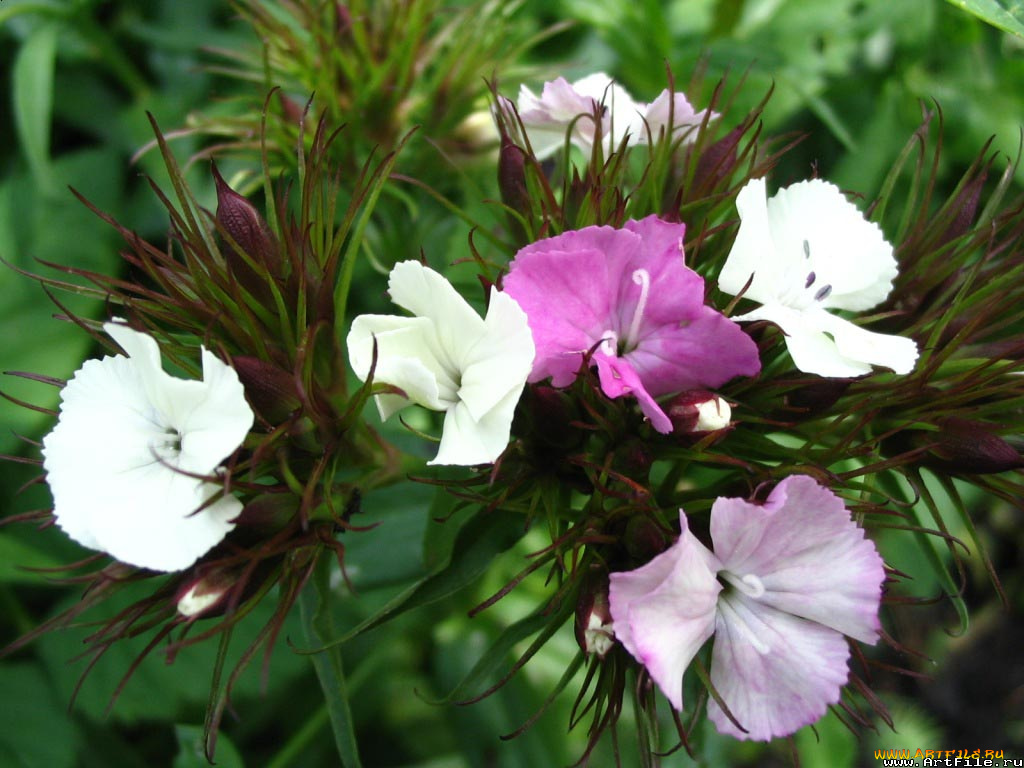 цветы, гвоздики