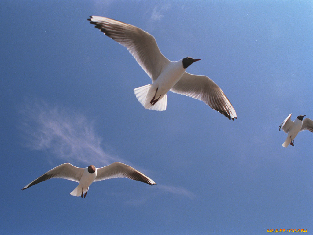 животные, Чайки, бакланы, крачки