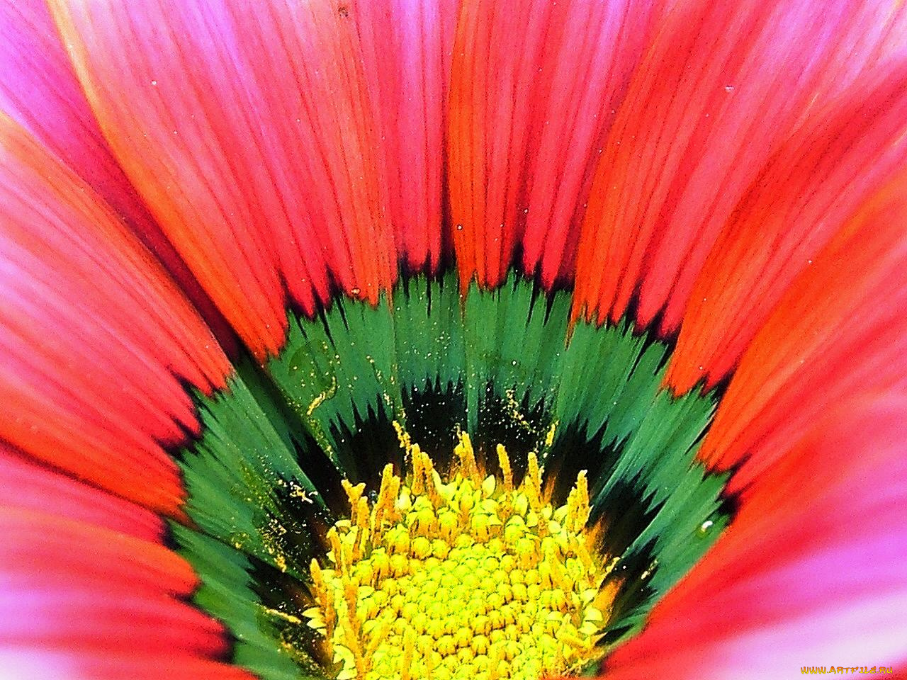 цветы, газания