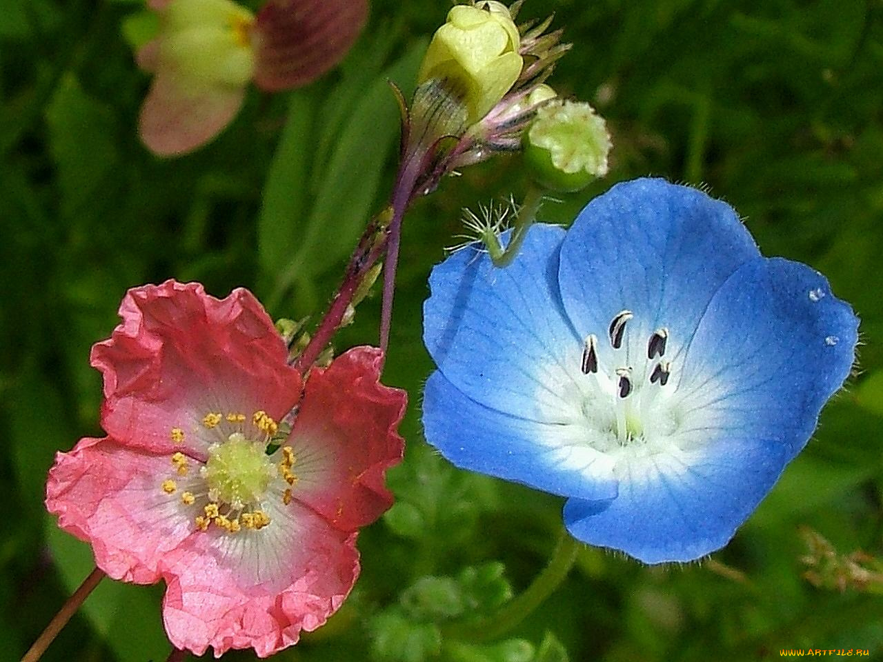 цветы, разные, вместе