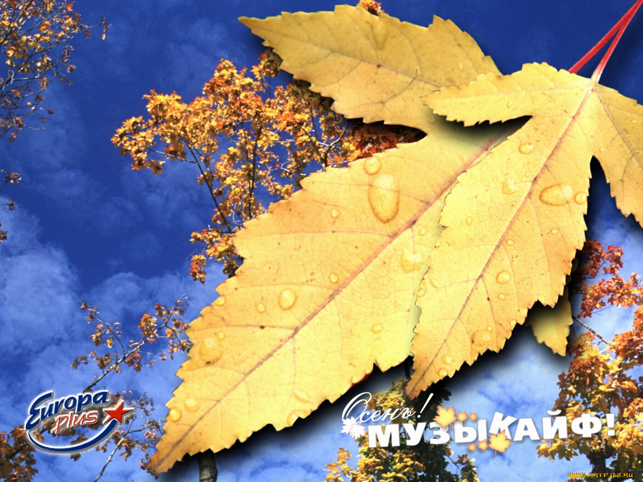 европа, плюс, тверь, бренды, europa, plus